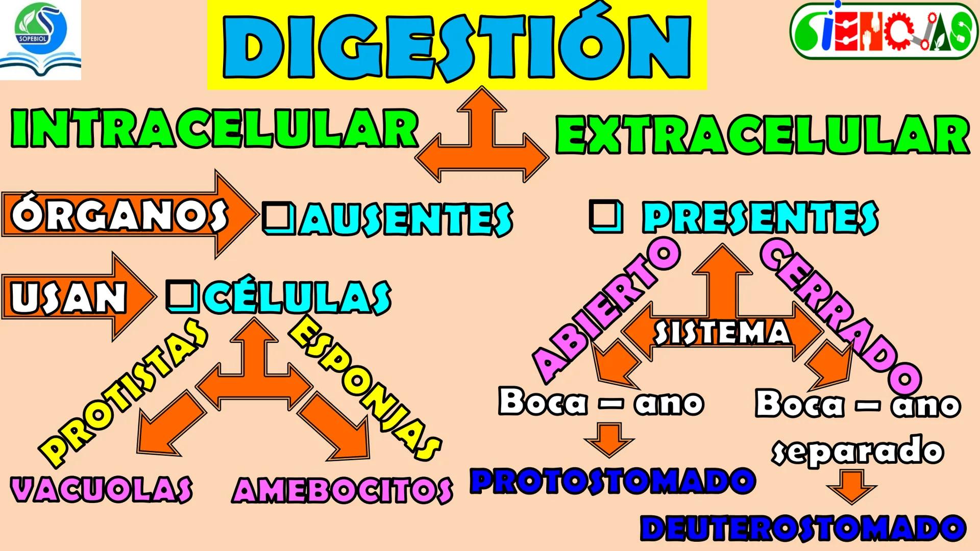 SOPEBIOL
SOCIEDAD PERUANA
DE EDUCADORES
DE BIOLOGÍA
SIENCIAS
DIGESTIÓN
ANIMAL-HUMANA
Lic. Max Alan Obregón Sánchez # AUTÓTROFO
VS
# FO