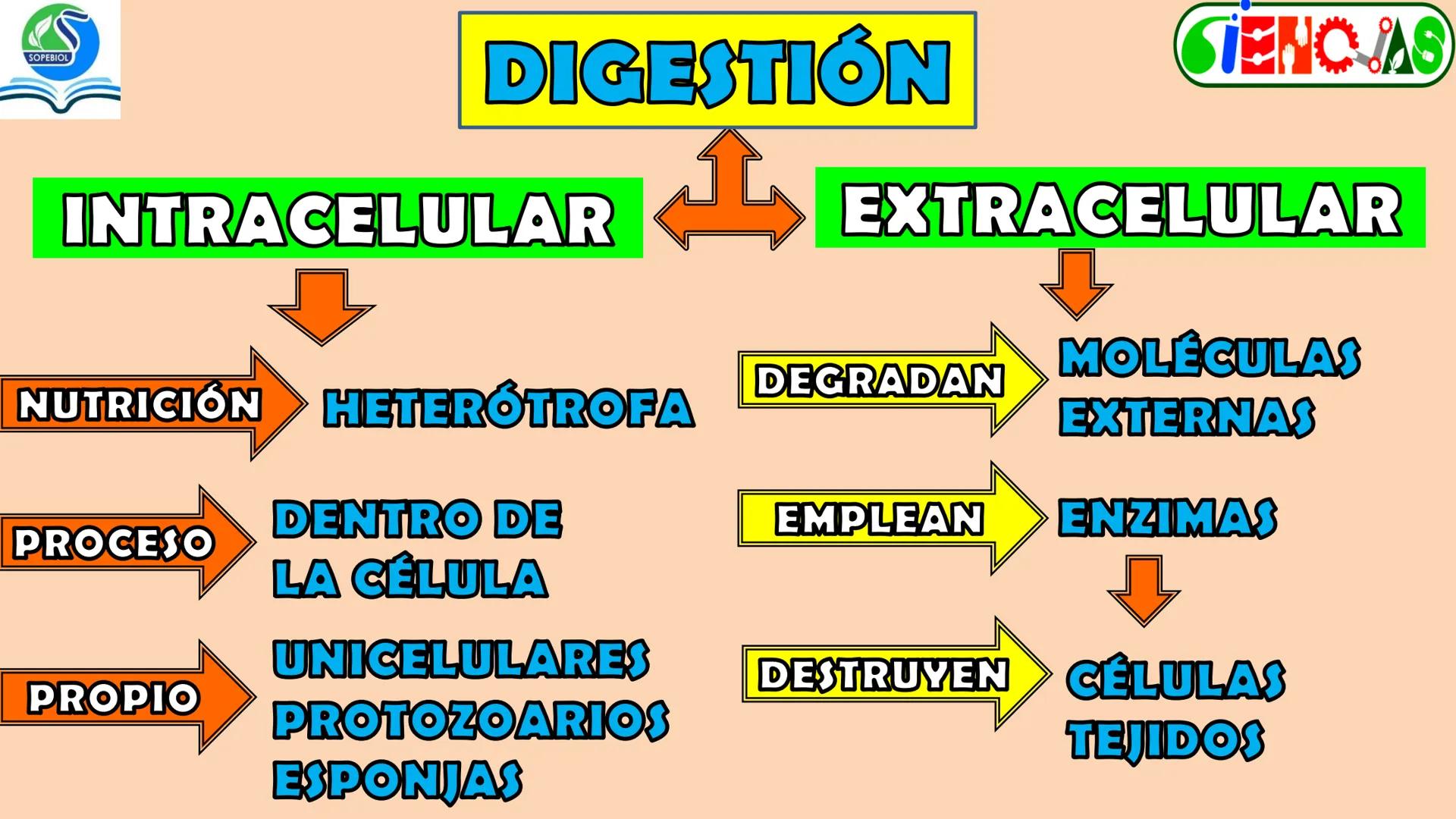 SOPEBIOL
SOCIEDAD PERUANA
DE EDUCADORES
DE BIOLOGÍA
SIENCIAS
DIGESTIÓN
ANIMAL-HUMANA
Lic. Max Alan Obregón Sánchez # AUTÓTROFO
VS
# FO