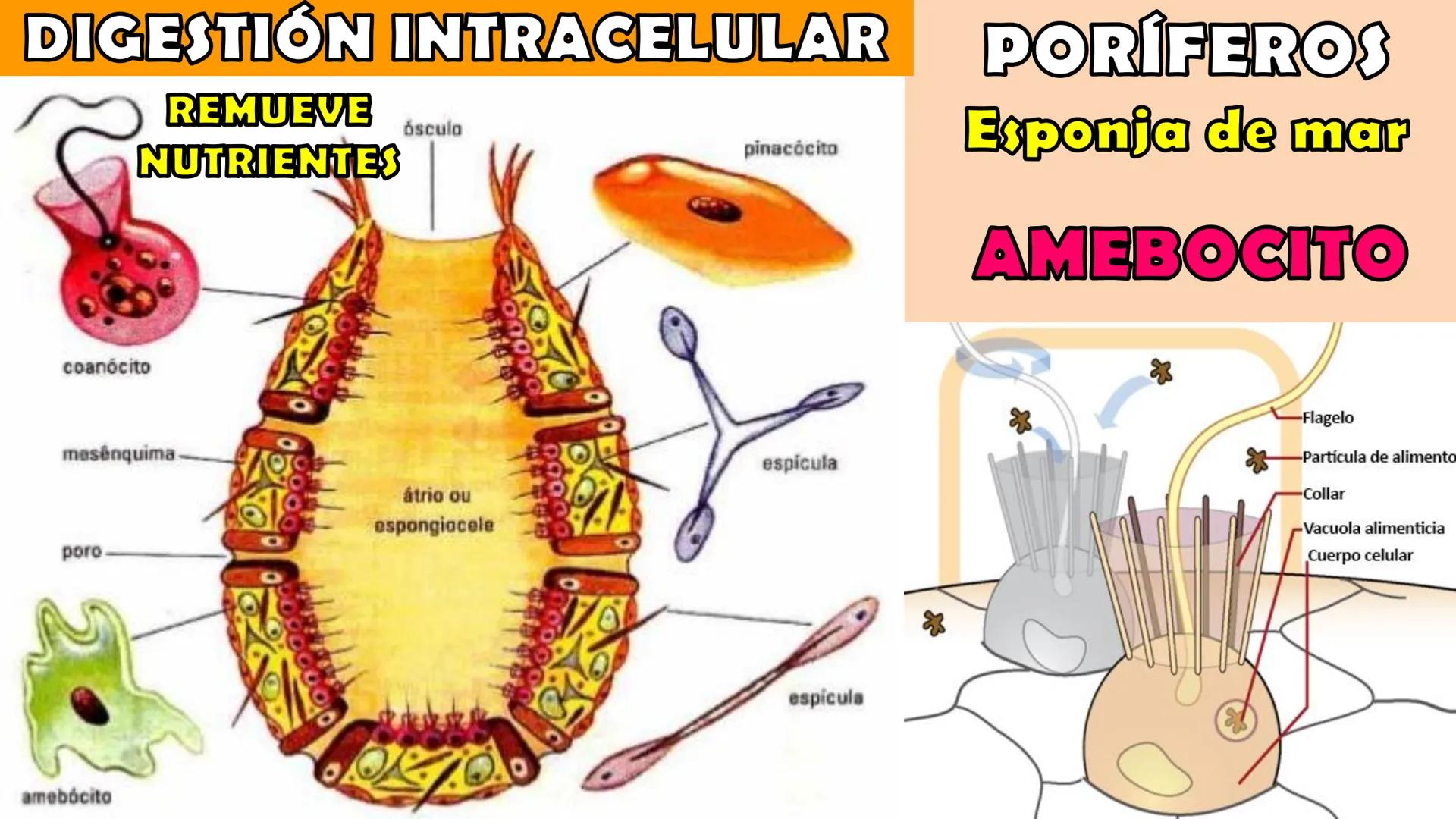 SOPEBIOL
SOCIEDAD PERUANA
DE EDUCADORES
DE BIOLOGÍA
SIENCIAS
DIGESTIÓN
ANIMAL-HUMANA
Lic. Max Alan Obregón Sánchez # AUTÓTROFO
VS
# FO