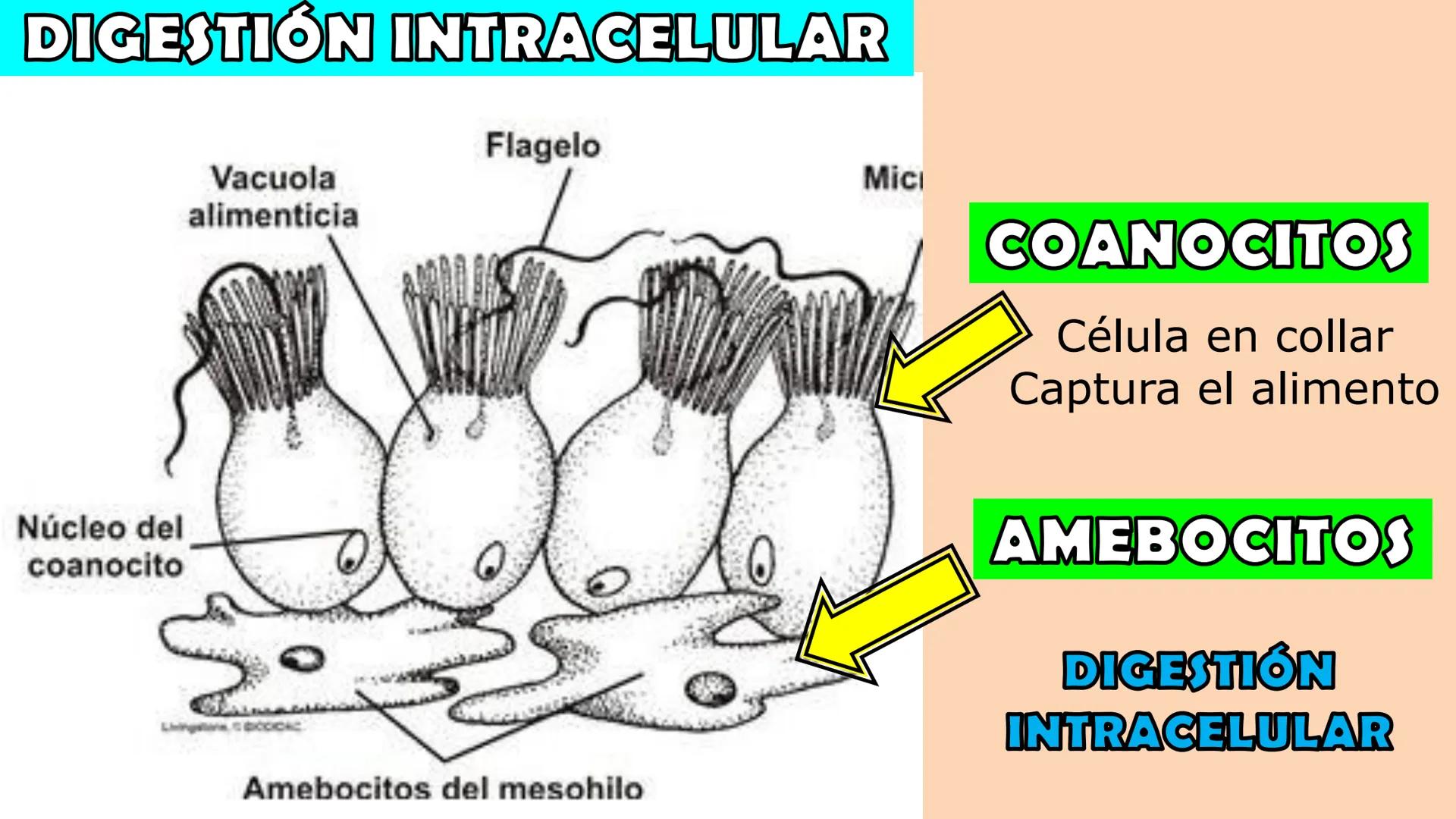 SOPEBIOL
SOCIEDAD PERUANA
DE EDUCADORES
DE BIOLOGÍA
SIENCIAS
DIGESTIÓN
ANIMAL-HUMANA
Lic. Max Alan Obregón Sánchez # AUTÓTROFO
VS
# FO