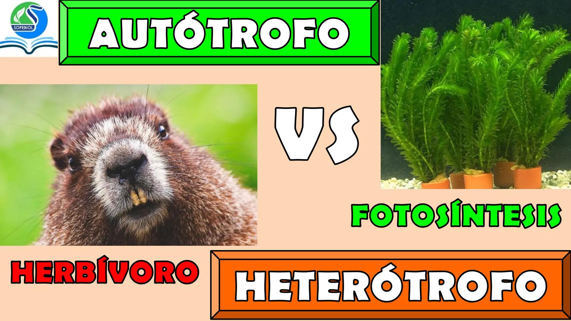 SOPEBIOL
SOCIEDAD PERUANA
DE EDUCADORES
DE BIOLOGÍA
SIENCIAS
DIGESTIÓN
ANIMAL-HUMANA
Lic. Max Alan Obregón Sánchez # AUTÓTROFO
VS
# FO