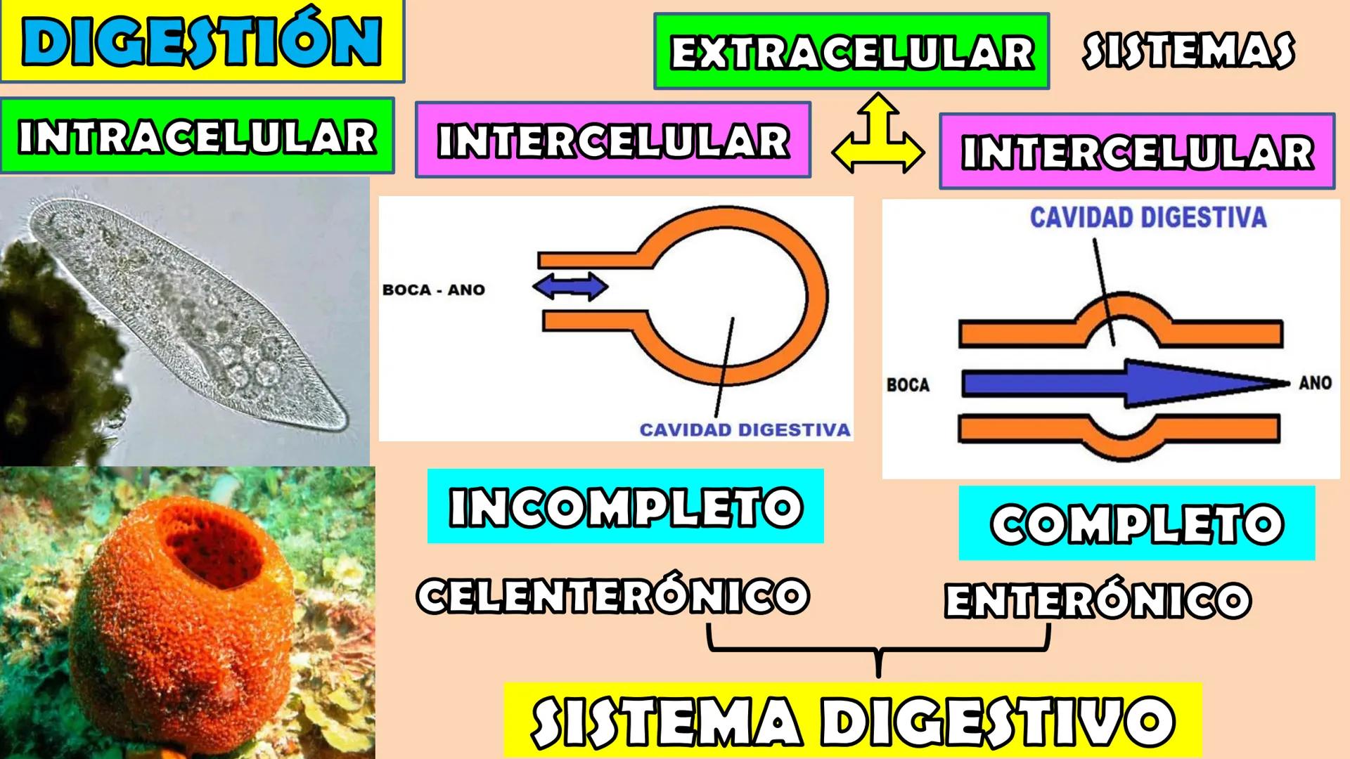 SOPEBIOL
SOCIEDAD PERUANA
DE EDUCADORES
DE BIOLOGÍA
SIENCIAS
DIGESTIÓN
ANIMAL-HUMANA
Lic. Max Alan Obregón Sánchez # AUTÓTROFO
VS
# FO