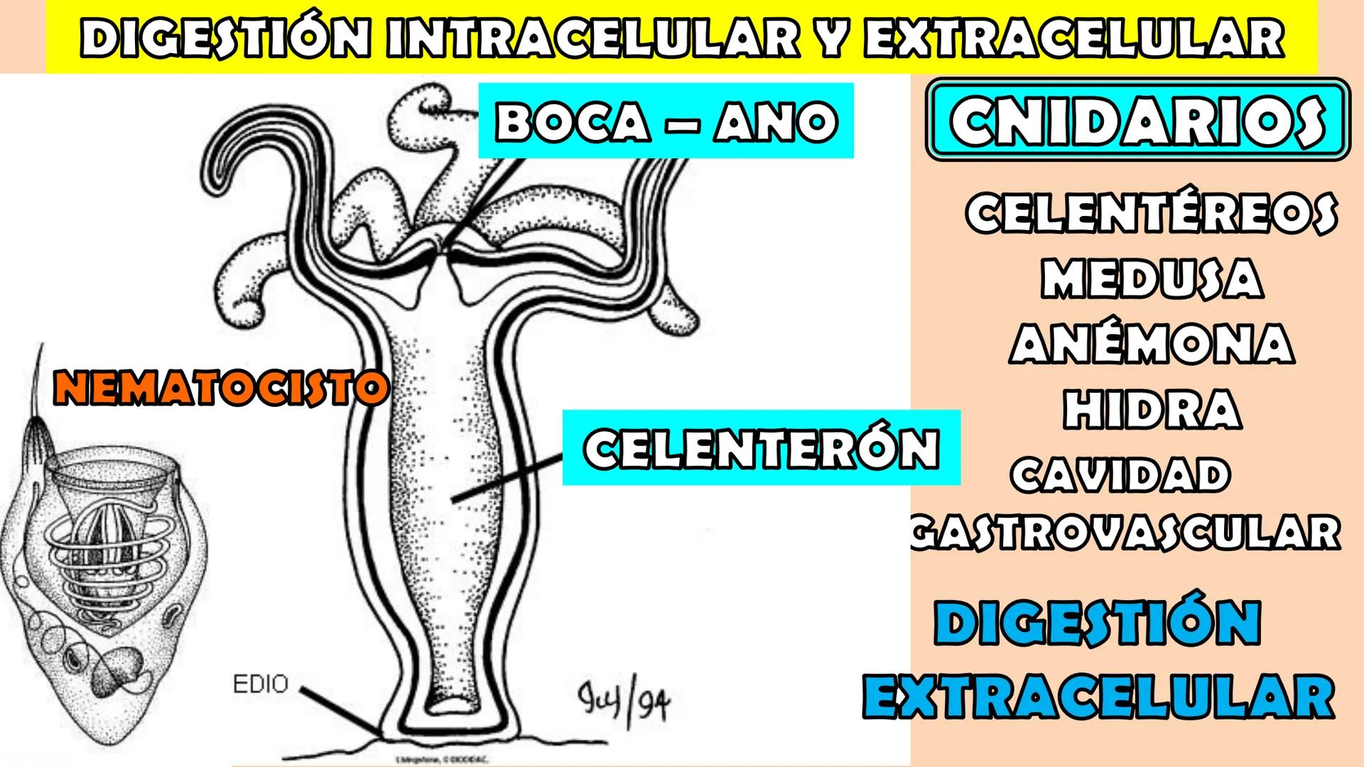 SOPEBIOL
SOCIEDAD PERUANA
DE EDUCADORES
DE BIOLOGÍA
SIENCIAS
DIGESTIÓN
ANIMAL-HUMANA
Lic. Max Alan Obregón Sánchez # AUTÓTROFO
VS
# FO