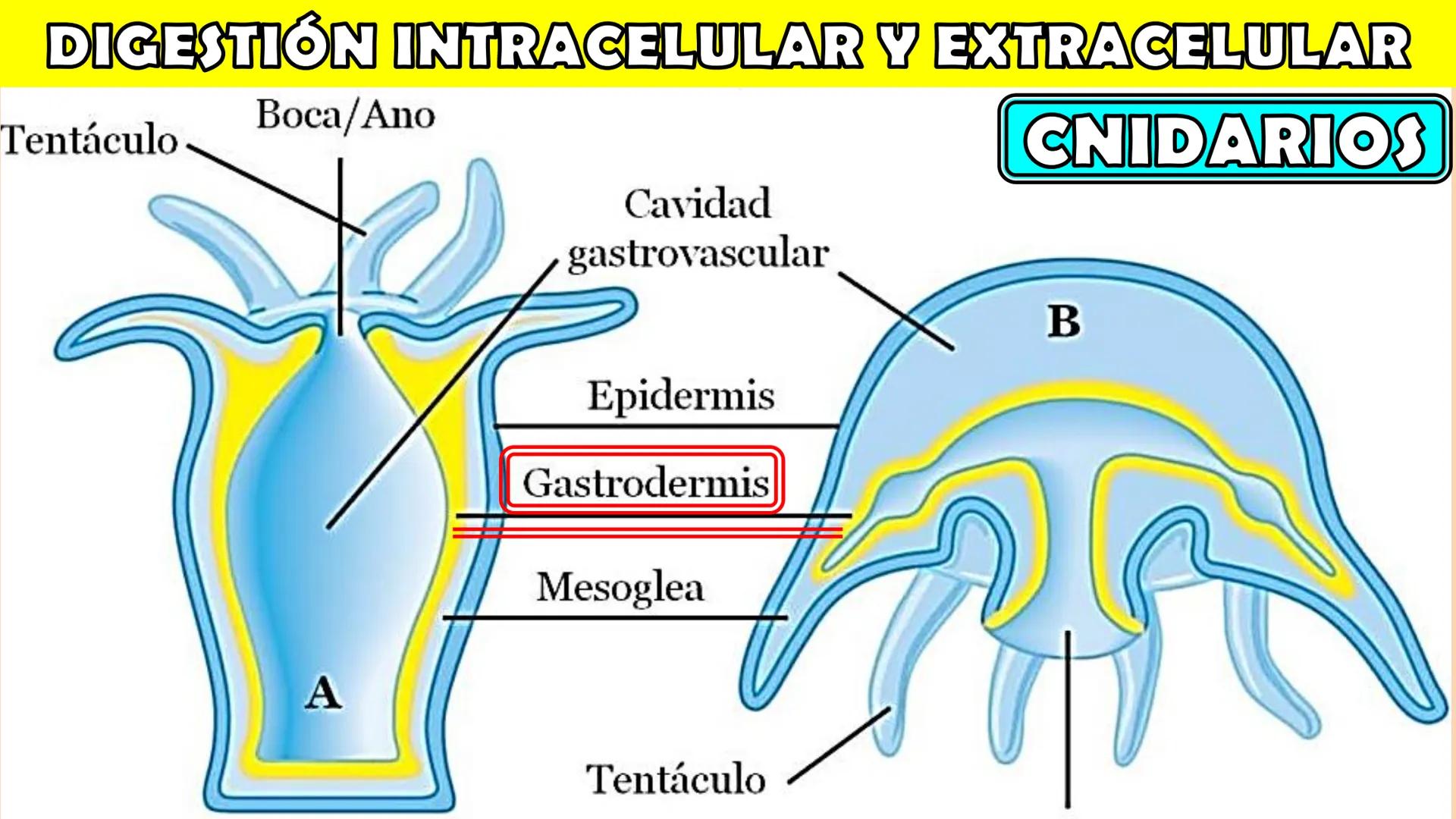 SOPEBIOL
SOCIEDAD PERUANA
DE EDUCADORES
DE BIOLOGÍA
SIENCIAS
DIGESTIÓN
ANIMAL-HUMANA
Lic. Max Alan Obregón Sánchez # AUTÓTROFO
VS
# FO