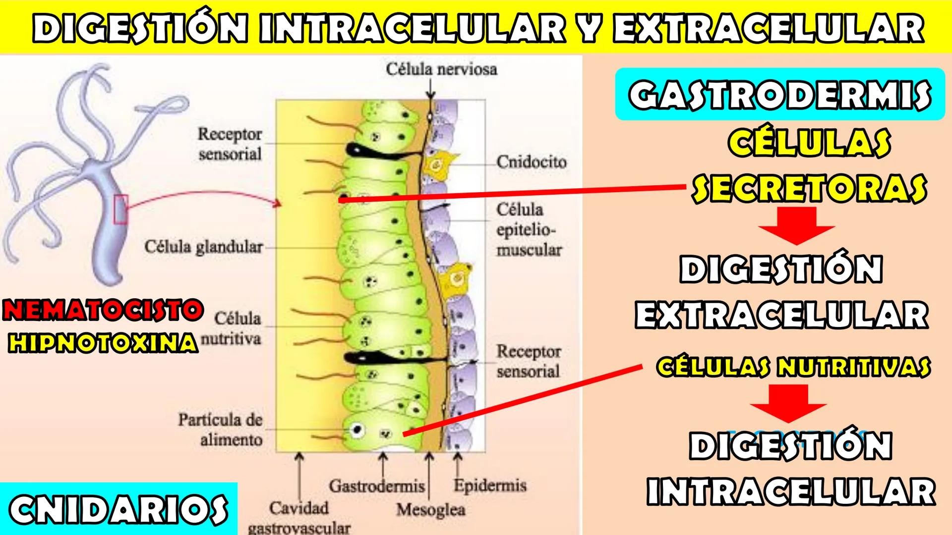 SOPEBIOL
SOCIEDAD PERUANA
DE EDUCADORES
DE BIOLOGÍA
SIENCIAS
DIGESTIÓN
ANIMAL-HUMANA
Lic. Max Alan Obregón Sánchez # AUTÓTROFO
VS
# FO