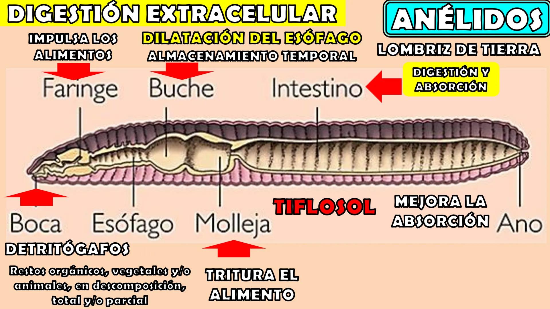 SOPEBIOL
SOCIEDAD PERUANA
DE EDUCADORES
DE BIOLOGÍA
SIENCIAS
DIGESTIÓN
ANIMAL-HUMANA
Lic. Max Alan Obregón Sánchez # AUTÓTROFO
VS
# FO