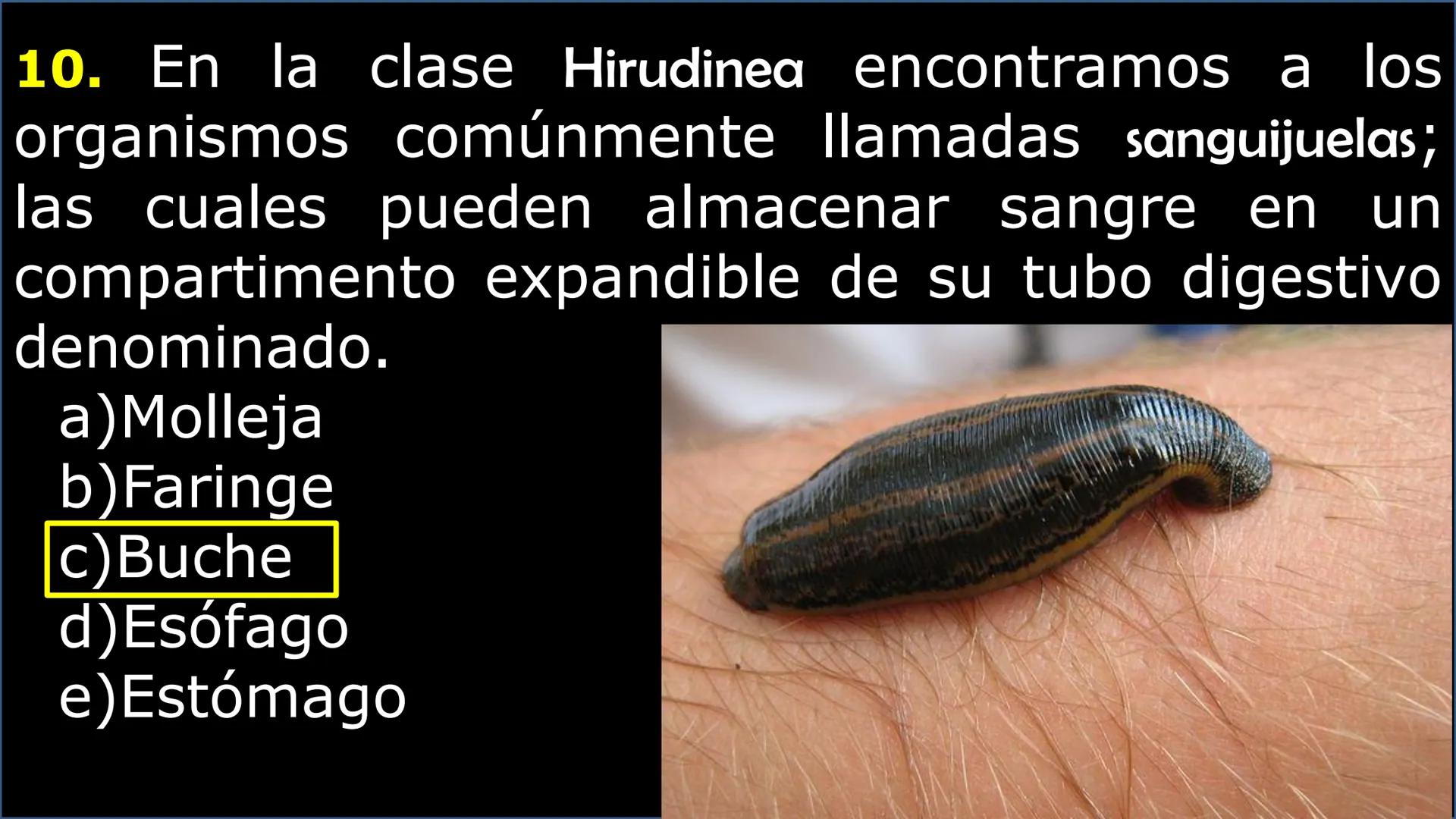 SOPEBIOL
SOCIEDAD PERUANA
DE EDUCADORES
DE BIOLOGÍA
SIENCIAS
DIGESTIÓN
ANIMAL-HUMANA
Lic. Max Alan Obregón Sánchez # AUTÓTROFO
VS
# FO