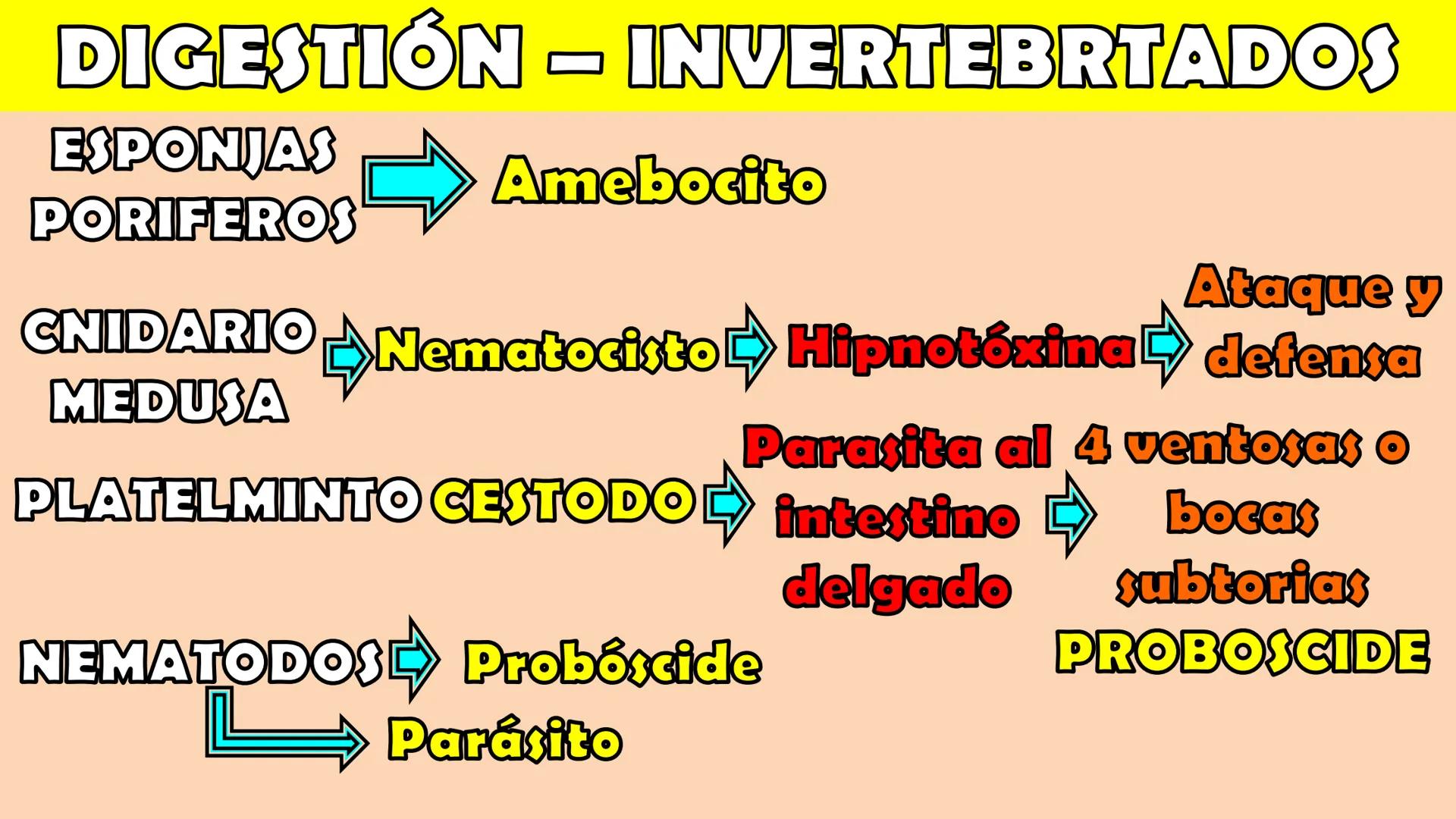 SOPEBIOL
SOCIEDAD PERUANA
DE EDUCADORES
DE BIOLOGÍA
SIENCIAS
DIGESTIÓN
ANIMAL-HUMANA
Lic. Max Alan Obregón Sánchez # AUTÓTROFO
VS
# FO