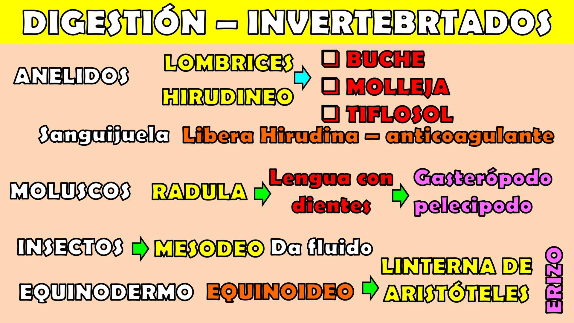 SOPEBIOL
SOCIEDAD PERUANA
DE EDUCADORES
DE BIOLOGÍA
SIENCIAS
DIGESTIÓN
ANIMAL-HUMANA
Lic. Max Alan Obregón Sánchez # AUTÓTROFO
VS
# FO