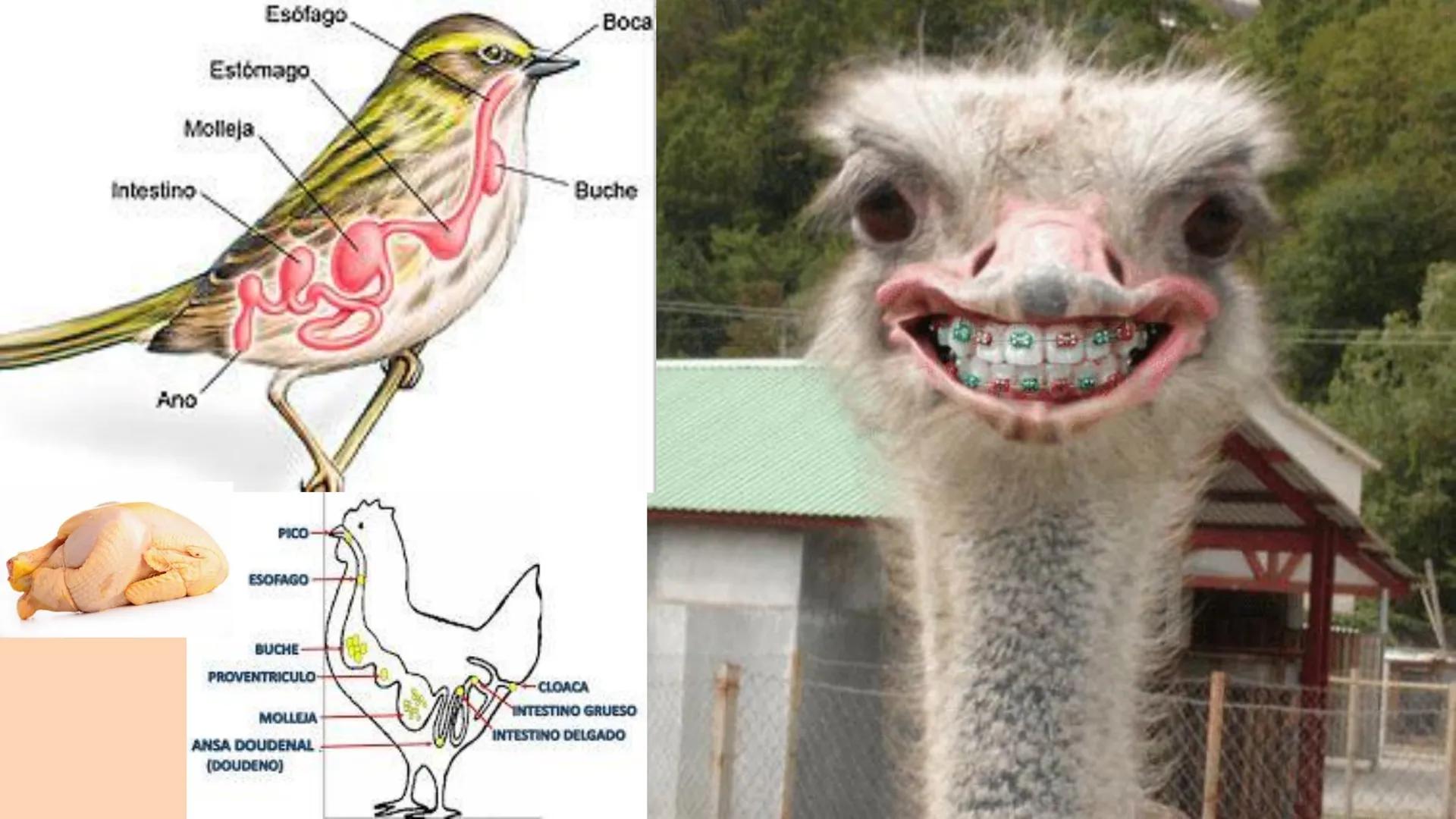 SOPEBIOL
SOCIEDAD PERUANA
DE EDUCADORES
DE BIOLOGÍA
SIENCIAS
DIGESTIÓN
ANIMAL-HUMANA
Lic. Max Alan Obregón Sánchez # AUTÓTROFO
VS
# FO