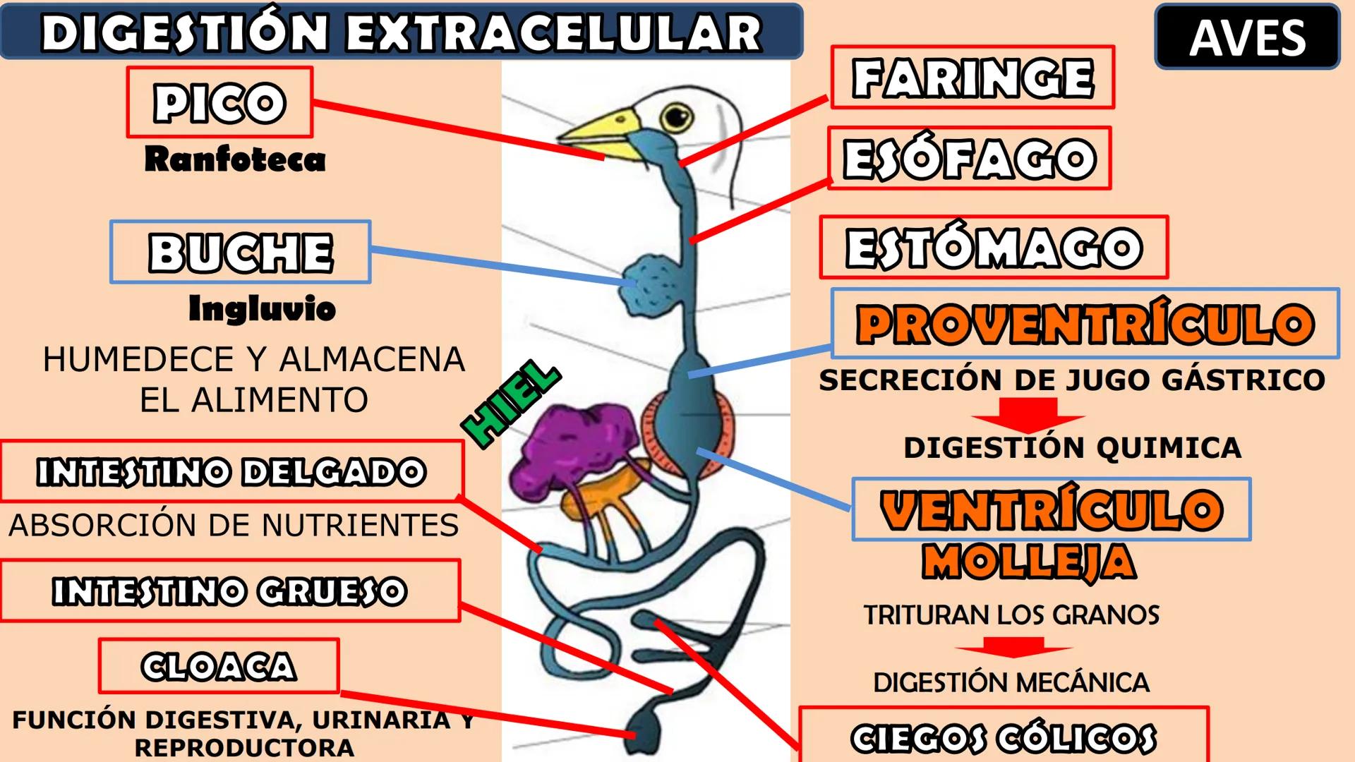 SOPEBIOL
SOCIEDAD PERUANA
DE EDUCADORES
DE BIOLOGÍA
SIENCIAS
DIGESTIÓN
ANIMAL-HUMANA
Lic. Max Alan Obregón Sánchez # AUTÓTROFO
VS
# FO
