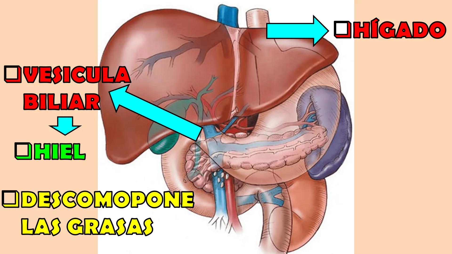 SOPEBIOL
SOCIEDAD PERUANA
DE EDUCADORES
DE BIOLOGÍA
SIENCIAS
DIGESTIÓN
ANIMAL-HUMANA
Lic. Max Alan Obregón Sánchez # AUTÓTROFO
VS
# FO