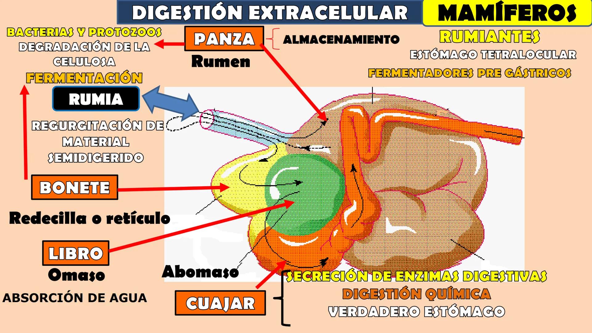 SOPEBIOL
SOCIEDAD PERUANA
DE EDUCADORES
DE BIOLOGÍA
SIENCIAS
DIGESTIÓN
ANIMAL-HUMANA
Lic. Max Alan Obregón Sánchez # AUTÓTROFO
VS
# FO