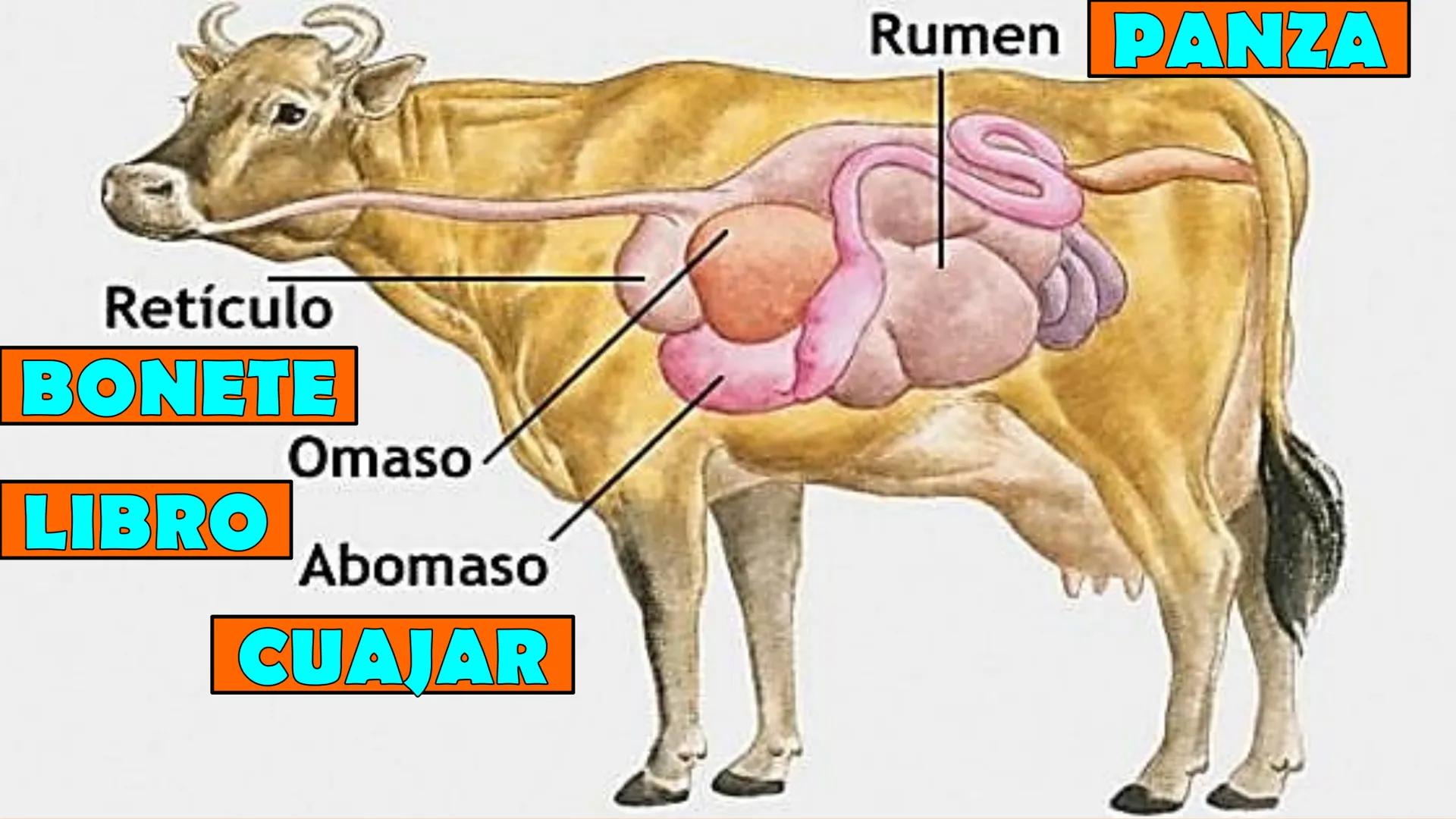 SOPEBIOL
SOCIEDAD PERUANA
DE EDUCADORES
DE BIOLOGÍA
SIENCIAS
DIGESTIÓN
ANIMAL-HUMANA
Lic. Max Alan Obregón Sánchez # AUTÓTROFO
VS
# FO