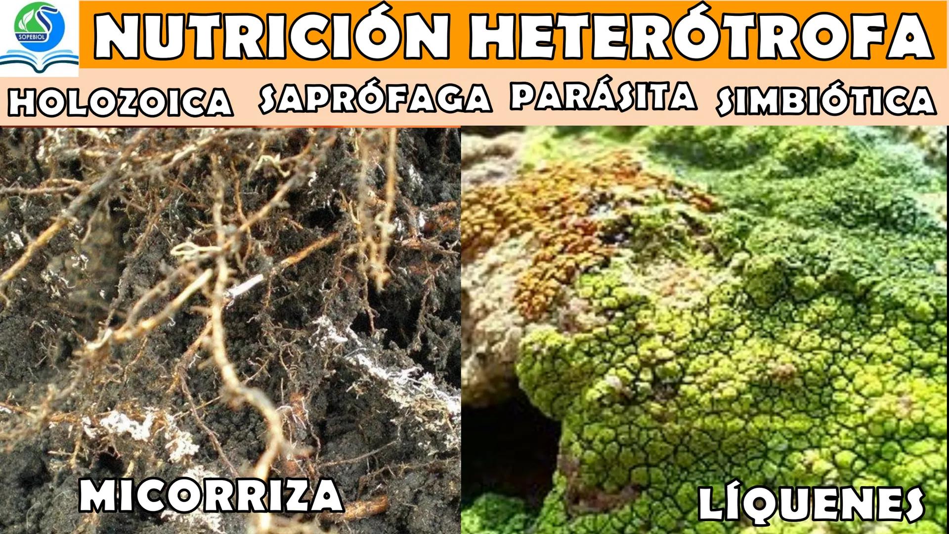 SOPEBIOL
SOCIEDAD PERUANA
DE EDUCADORES
DE BIOLOGÍA
SIENCIAS
DIGESTIÓN
ANIMAL-HUMANA
Lic. Max Alan Obregón Sánchez # AUTÓTROFO
VS
# FO