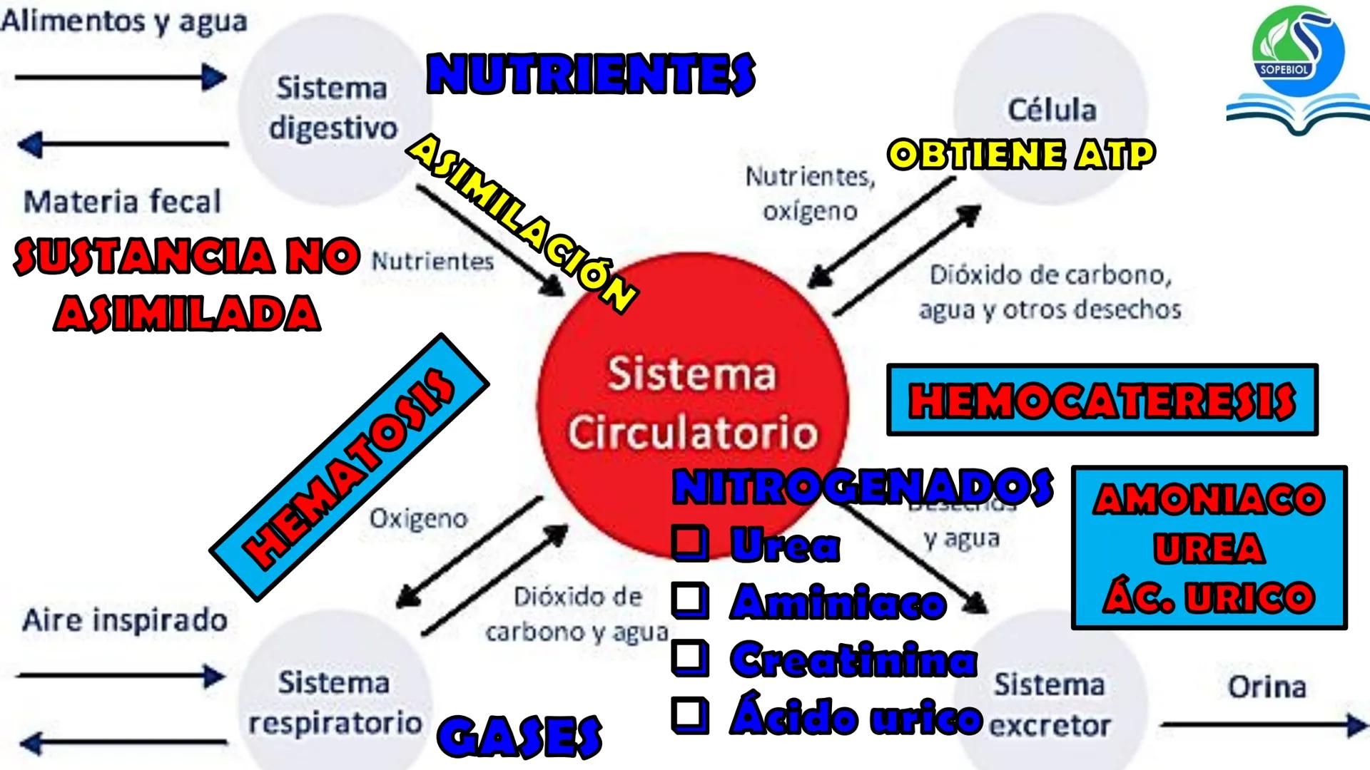 SOPEBIOL
SOCIEDAD PERUANA
DE EDUCADORES
DE BIOLOGÍA
SIENCIAS
DIGESTIÓN
ANIMAL-HUMANA
Lic. Max Alan Obregón Sánchez # AUTÓTROFO
VS
# FO