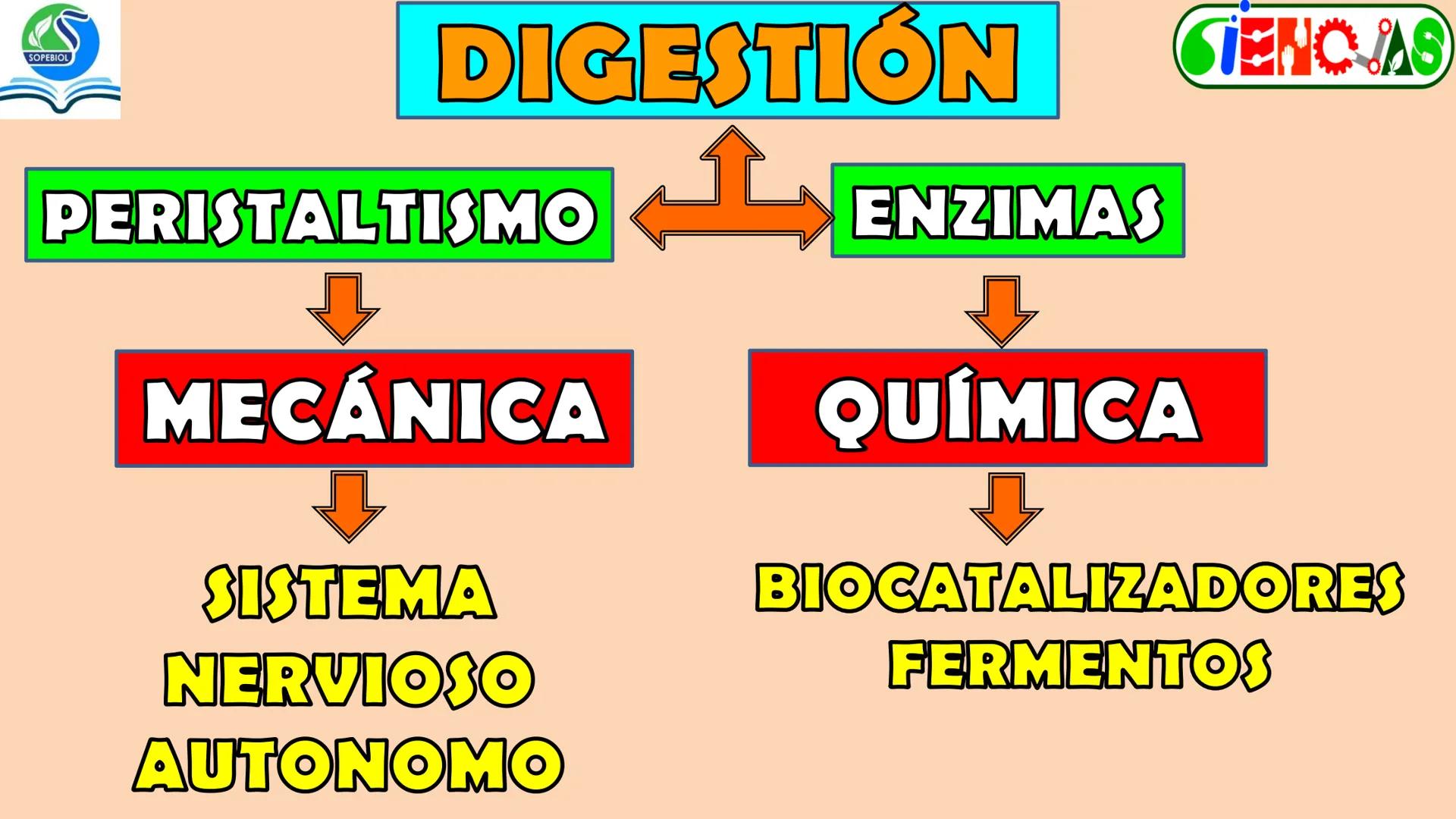 SOPEBIOL
SOCIEDAD PERUANA
DE EDUCADORES
DE BIOLOGÍA
SIENCIAS
DIGESTIÓN
ANIMAL-HUMANA
Lic. Max Alan Obregón Sánchez # AUTÓTROFO
VS
# FO