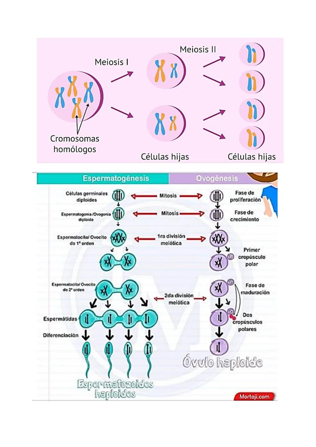 # MEIOSIS
b. Meiosis (meioum: reducir; osis: condición): Es una división:
- Gonídica: Se realiza en las gónadas (testículo, ovario).
- Redu