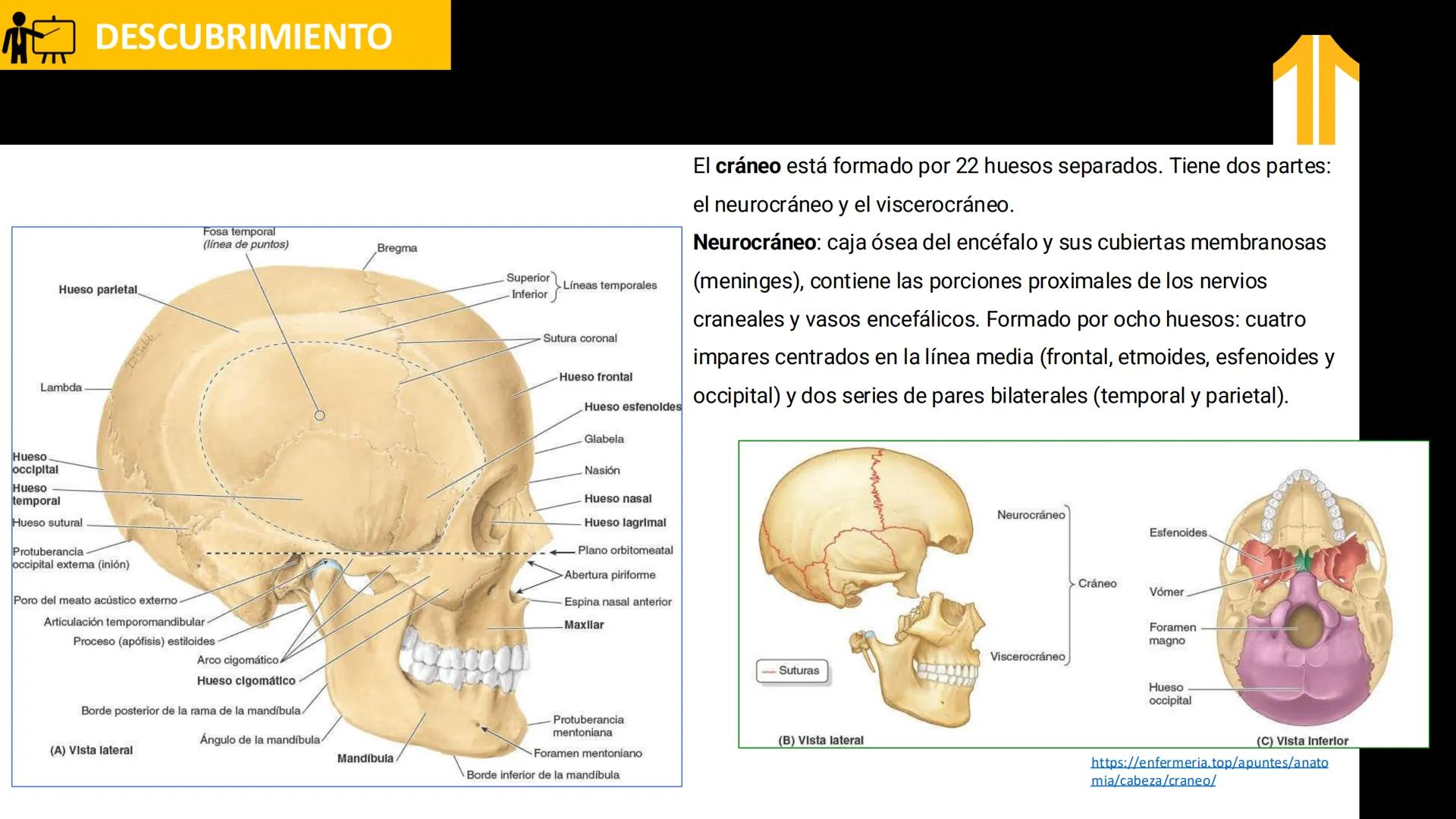 DESCUBRIMIENTO
El cráneo está formado por 22 huesos separados. Tiene dos partes:
el neurocráneo y el viscerocráneo.
Neurocráneo: caja ósea