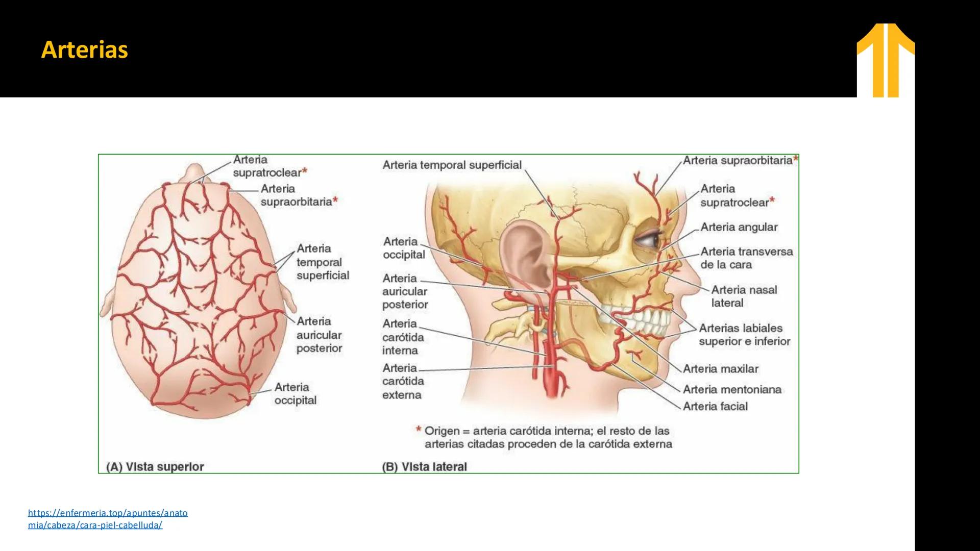 DESCUBRIMIENTO
El cráneo está formado por 22 huesos separados. Tiene dos partes:
el neurocráneo y el viscerocráneo.
Neurocráneo: caja ósea