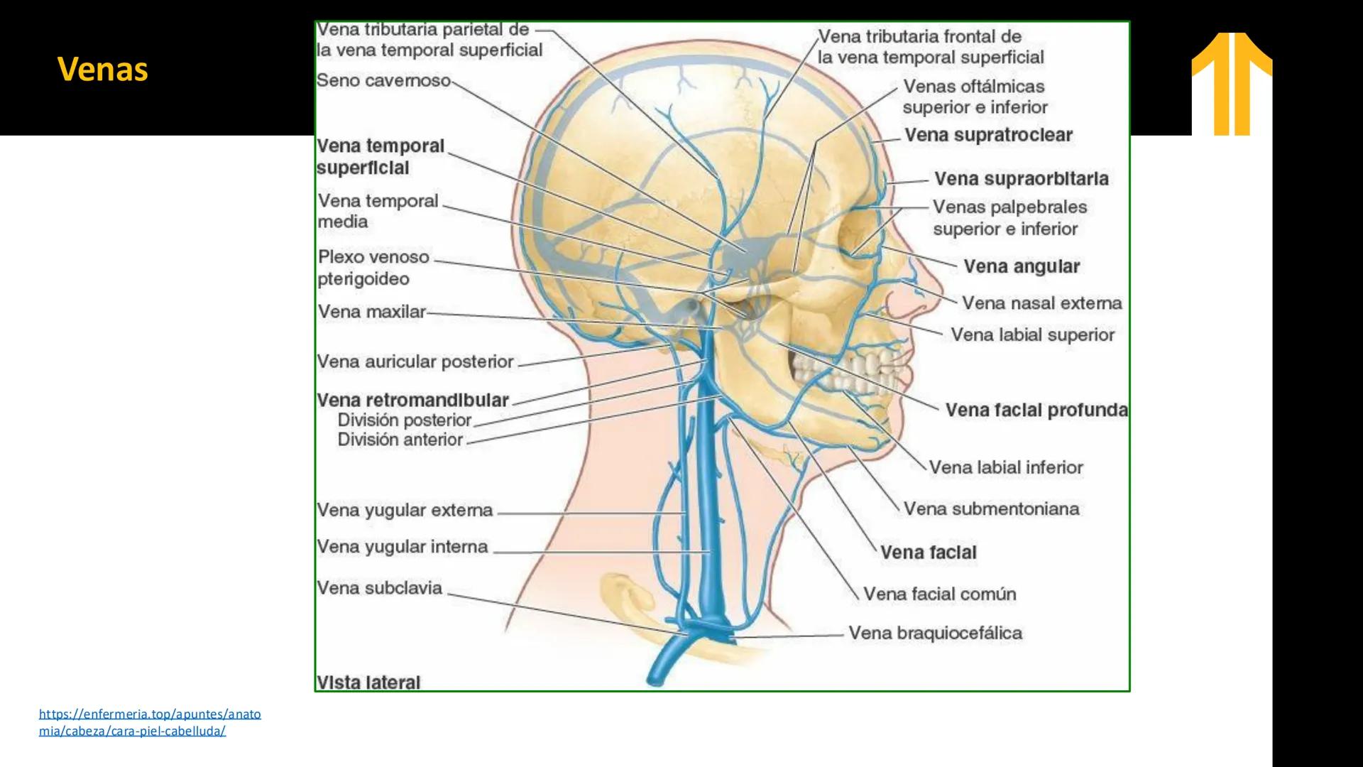 DESCUBRIMIENTO
El cráneo está formado por 22 huesos separados. Tiene dos partes:
el neurocráneo y el viscerocráneo.
Neurocráneo: caja ósea