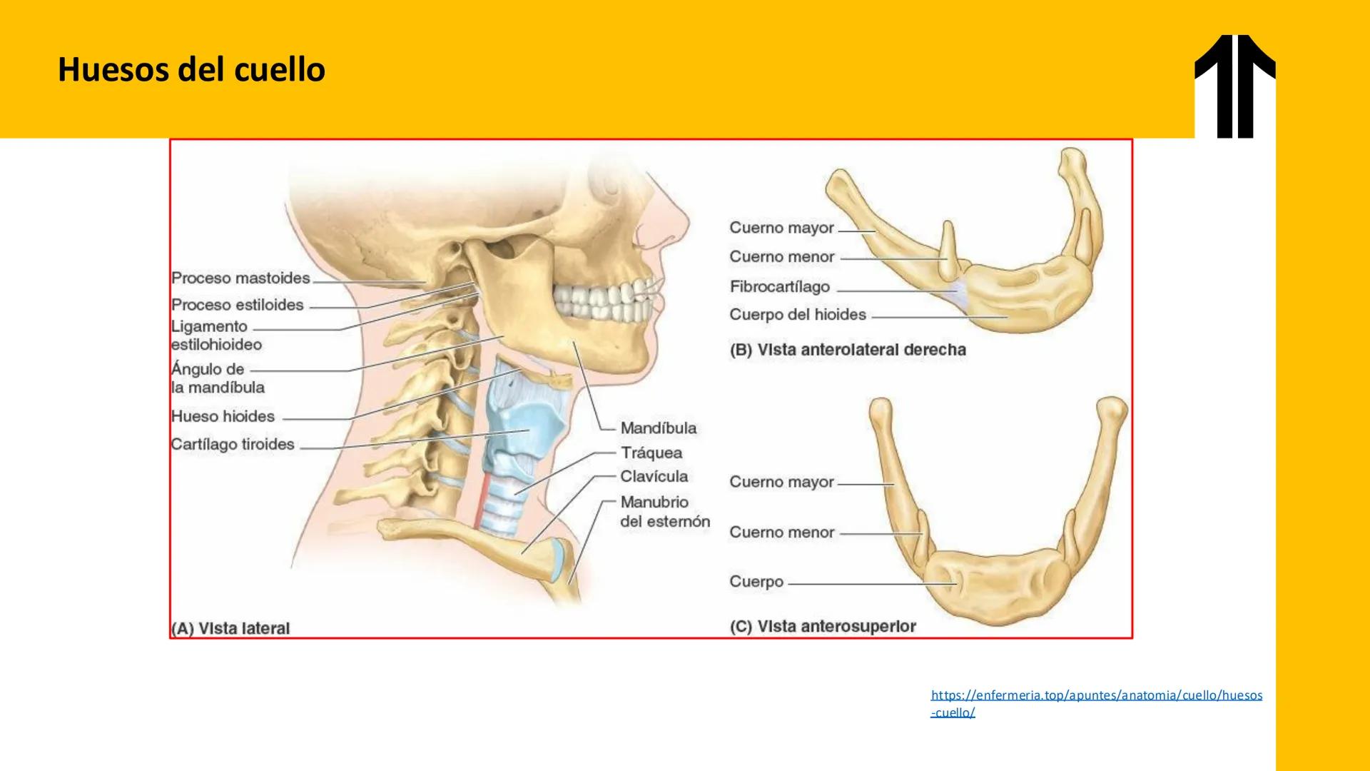 DESCUBRIMIENTO
El cráneo está formado por 22 huesos separados. Tiene dos partes:
el neurocráneo y el viscerocráneo.
Neurocráneo: caja ósea