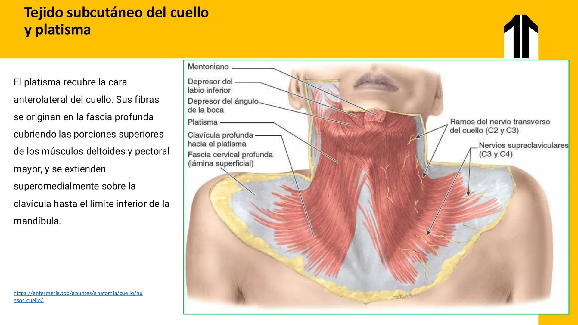 DESCUBRIMIENTO
El cráneo está formado por 22 huesos separados. Tiene dos partes:
el neurocráneo y el viscerocráneo.
Neurocráneo: caja ósea