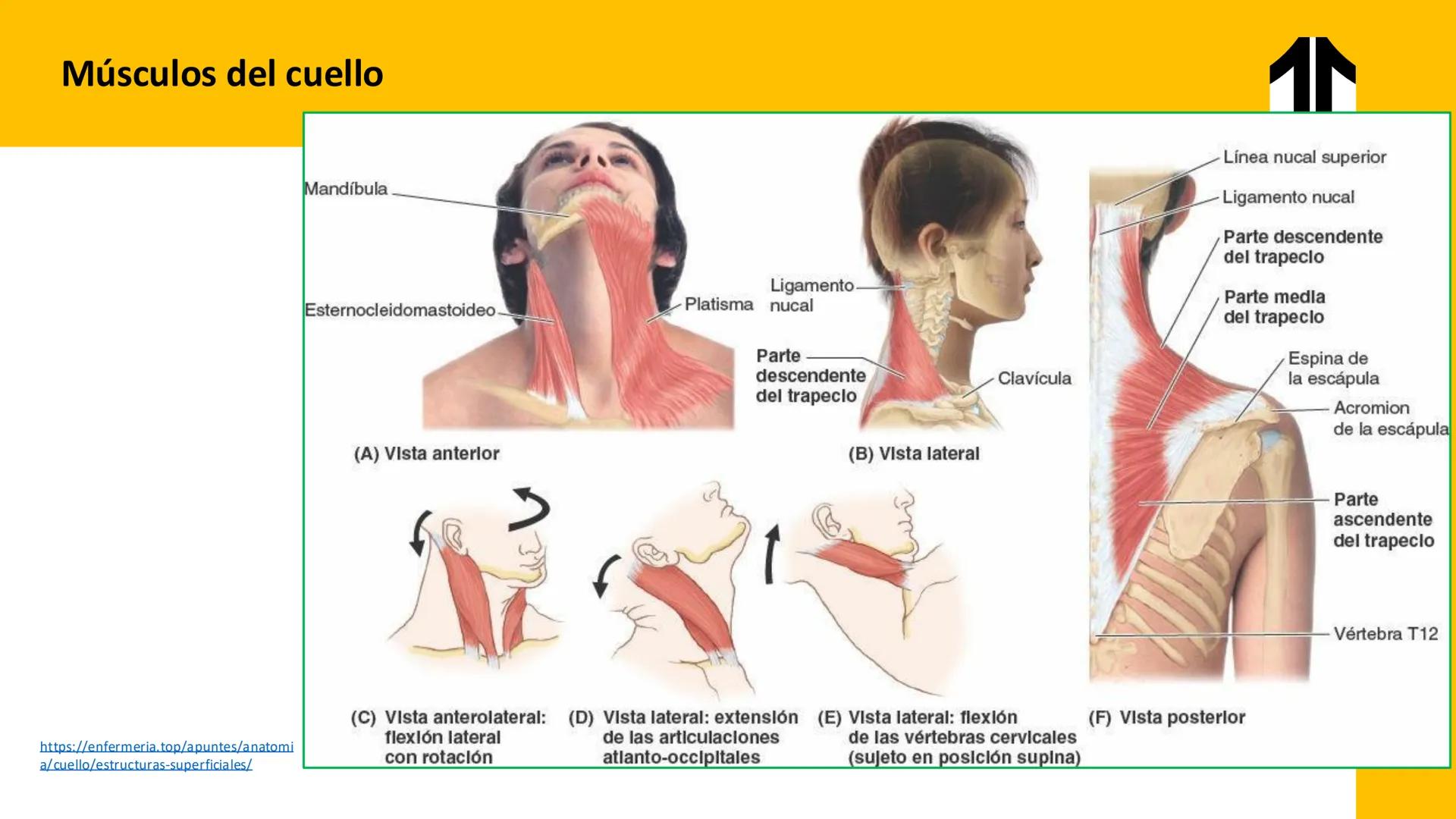 DESCUBRIMIENTO
El cráneo está formado por 22 huesos separados. Tiene dos partes:
el neurocráneo y el viscerocráneo.
Neurocráneo: caja ósea