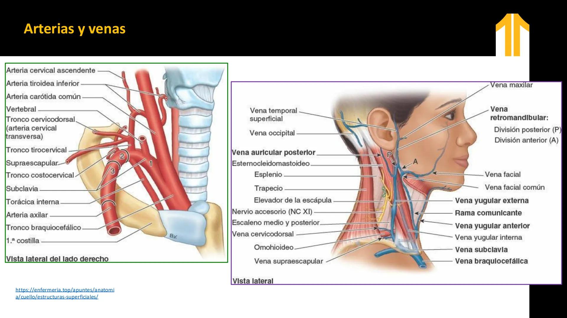 DESCUBRIMIENTO
El cráneo está formado por 22 huesos separados. Tiene dos partes:
el neurocráneo y el viscerocráneo.
Neurocráneo: caja ósea