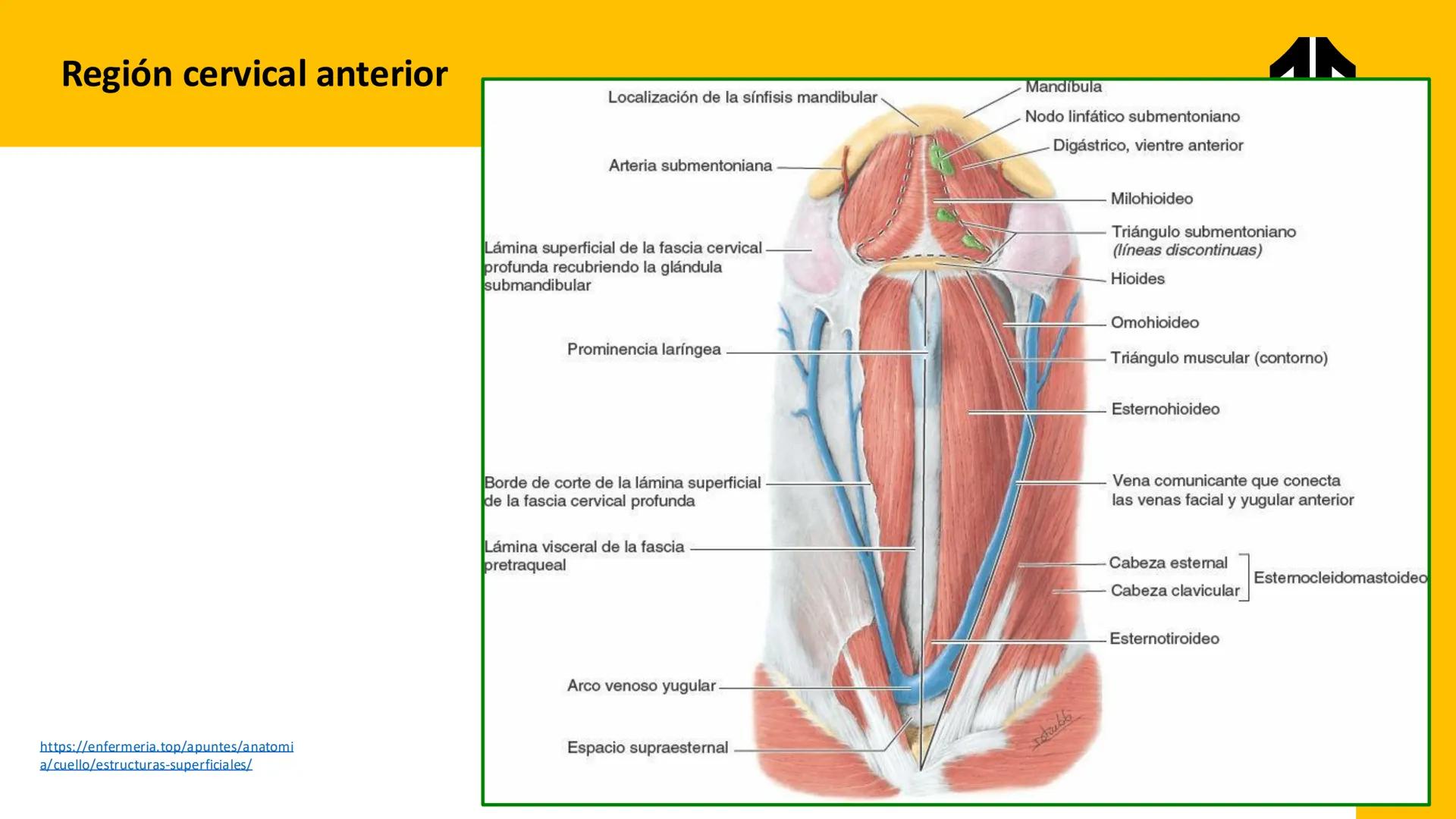 DESCUBRIMIENTO
El cráneo está formado por 22 huesos separados. Tiene dos partes:
el neurocráneo y el viscerocráneo.
Neurocráneo: caja ósea