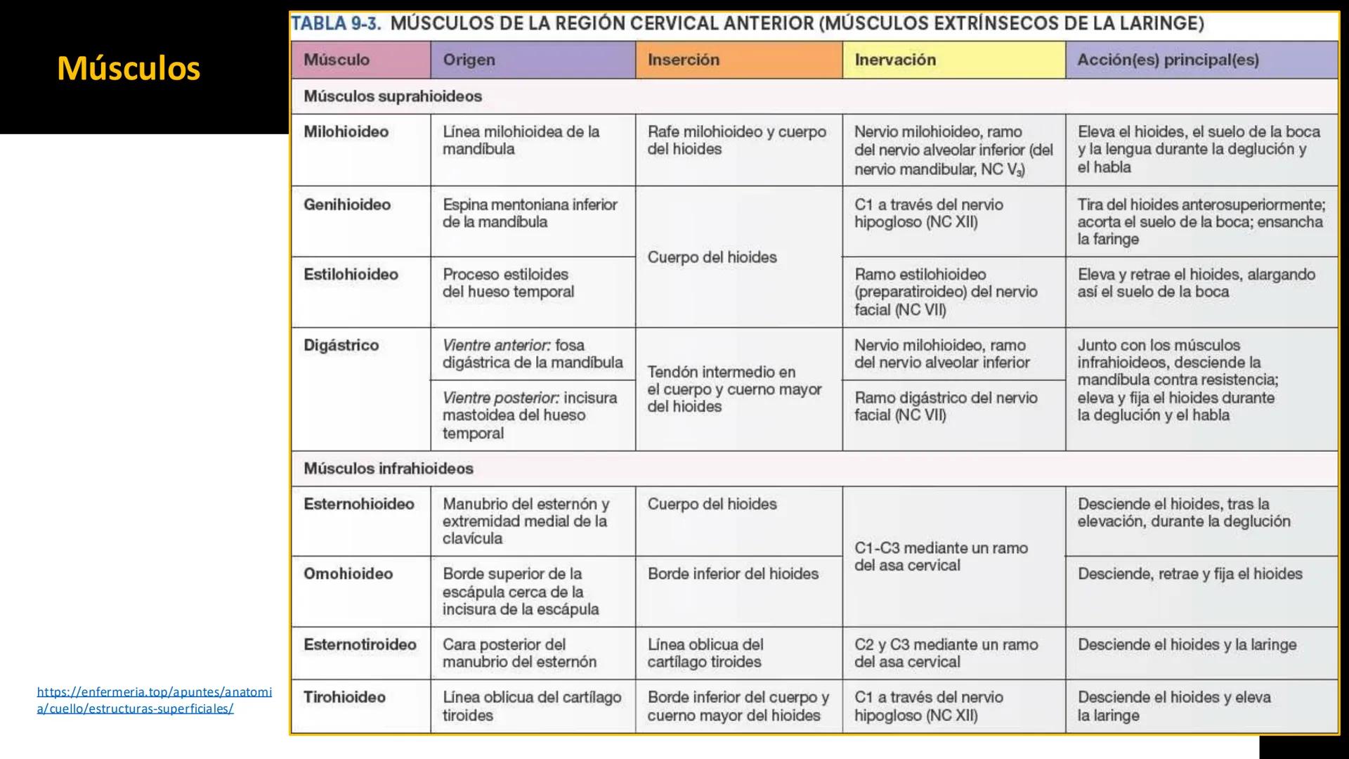 DESCUBRIMIENTO
El cráneo está formado por 22 huesos separados. Tiene dos partes:
el neurocráneo y el viscerocráneo.
Neurocráneo: caja ósea