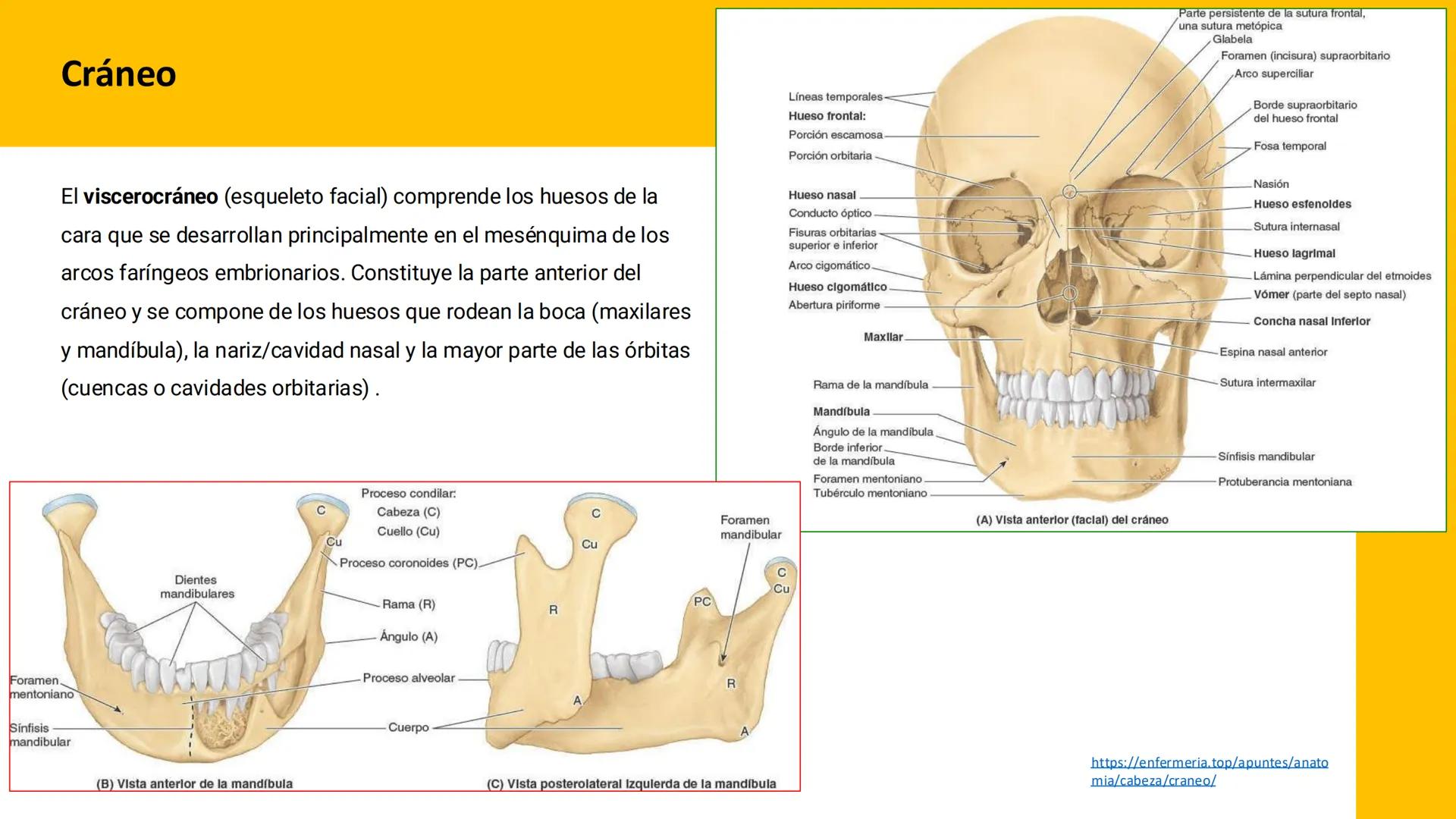 DESCUBRIMIENTO
El cráneo está formado por 22 huesos separados. Tiene dos partes:
el neurocráneo y el viscerocráneo.
Neurocráneo: caja ósea