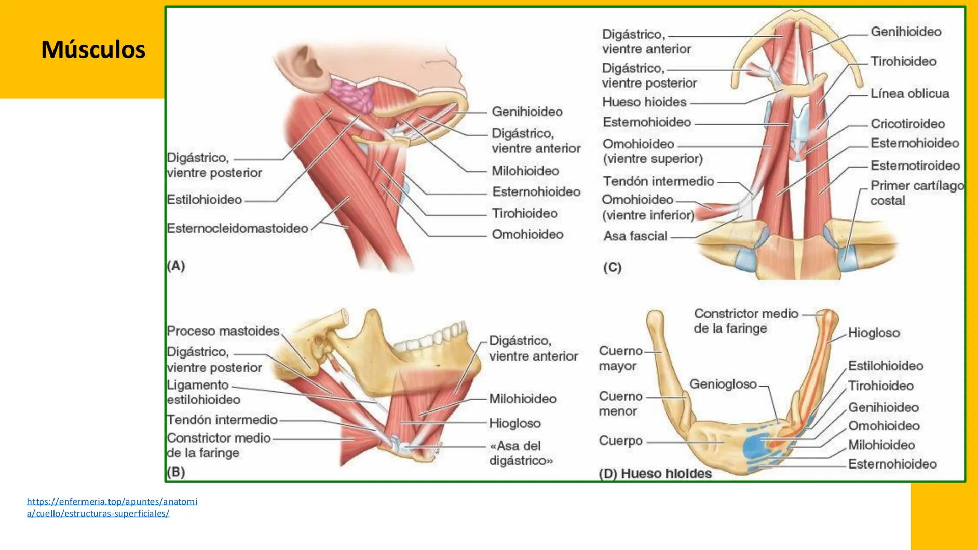 DESCUBRIMIENTO
El cráneo está formado por 22 huesos separados. Tiene dos partes:
el neurocráneo y el viscerocráneo.
Neurocráneo: caja ósea