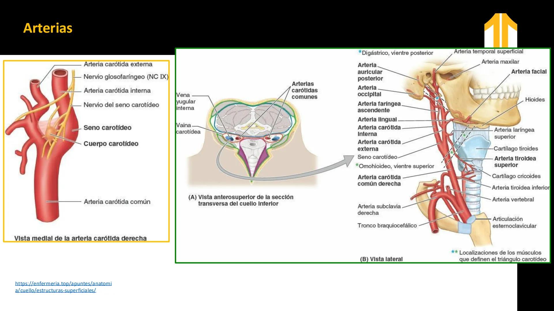 DESCUBRIMIENTO
El cráneo está formado por 22 huesos separados. Tiene dos partes:
el neurocráneo y el viscerocráneo.
Neurocráneo: caja ósea