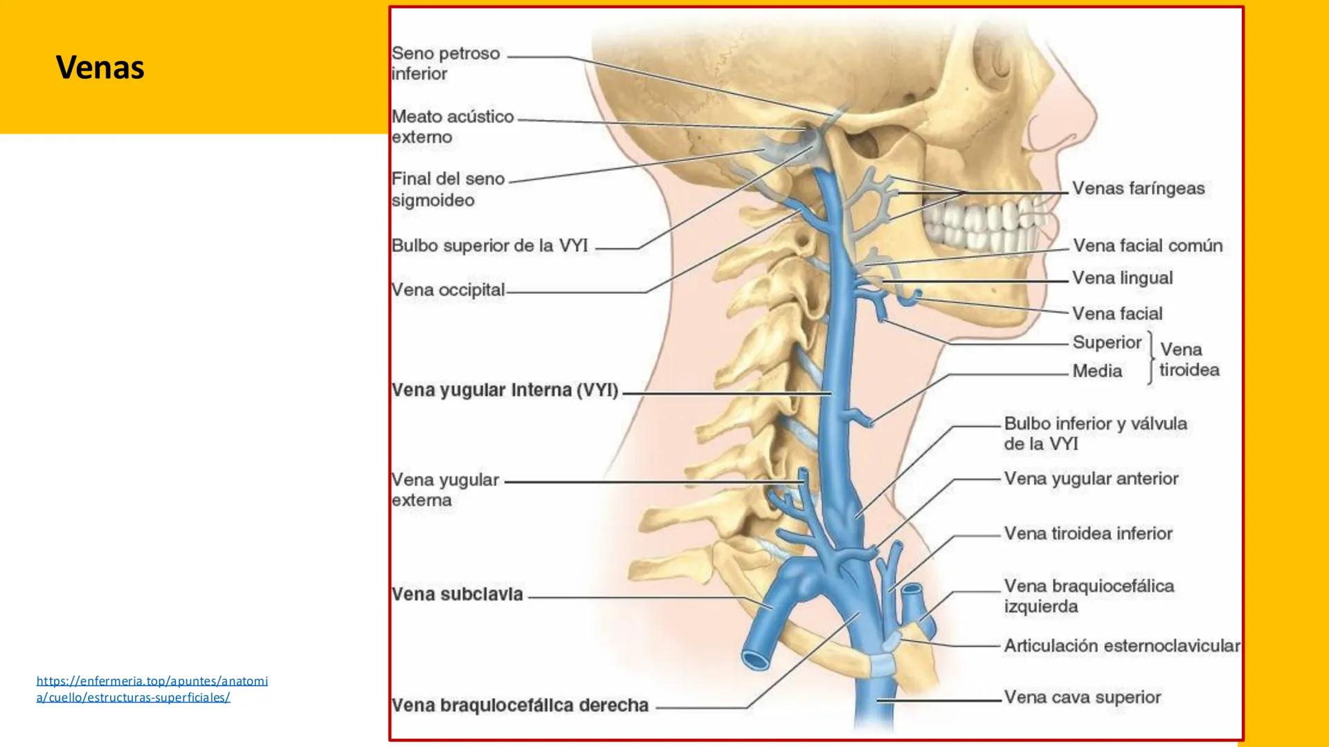 DESCUBRIMIENTO
El cráneo está formado por 22 huesos separados. Tiene dos partes:
el neurocráneo y el viscerocráneo.
Neurocráneo: caja ósea