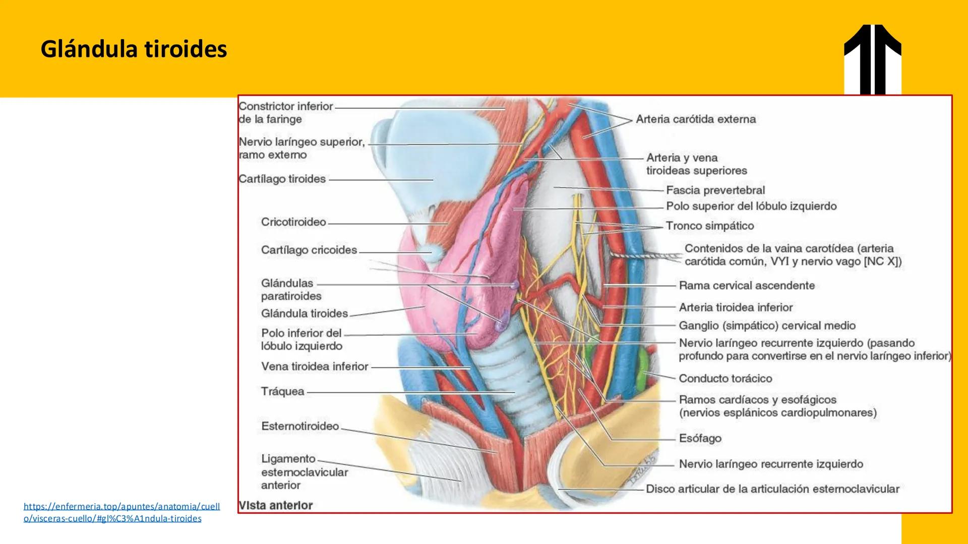 DESCUBRIMIENTO
El cráneo está formado por 22 huesos separados. Tiene dos partes:
el neurocráneo y el viscerocráneo.
Neurocráneo: caja ósea