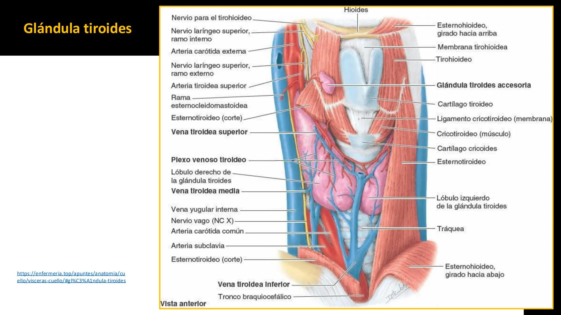 DESCUBRIMIENTO
El cráneo está formado por 22 huesos separados. Tiene dos partes:
el neurocráneo y el viscerocráneo.
Neurocráneo: caja ósea
