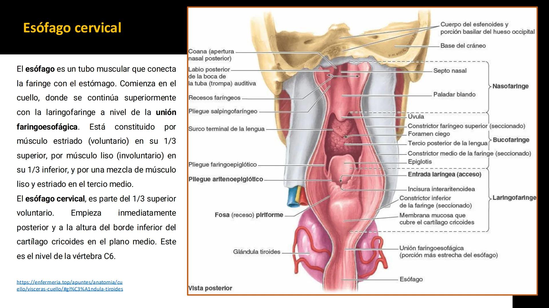 DESCUBRIMIENTO
El cráneo está formado por 22 huesos separados. Tiene dos partes:
el neurocráneo y el viscerocráneo.
Neurocráneo: caja ósea