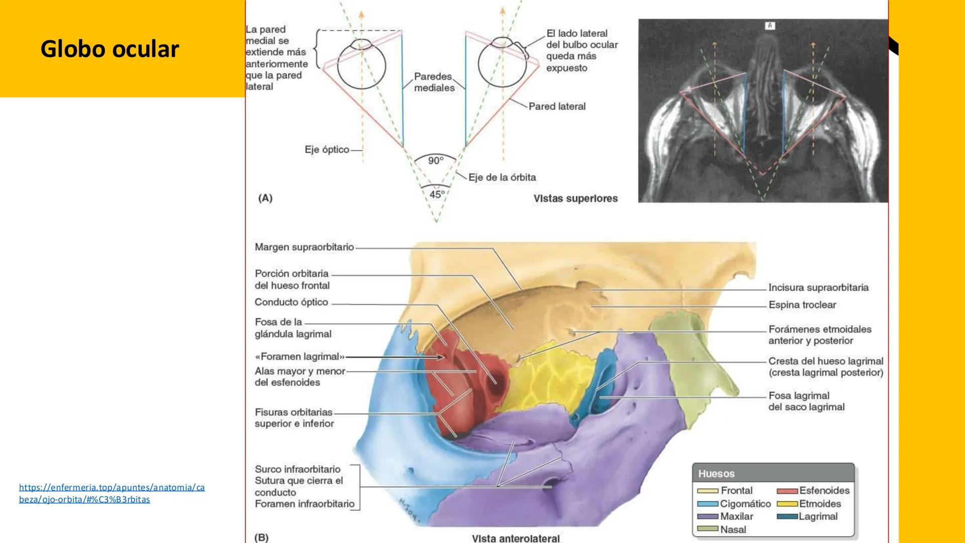 DESCUBRIMIENTO
El cráneo está formado por 22 huesos separados. Tiene dos partes:
el neurocráneo y el viscerocráneo.
Neurocráneo: caja ósea