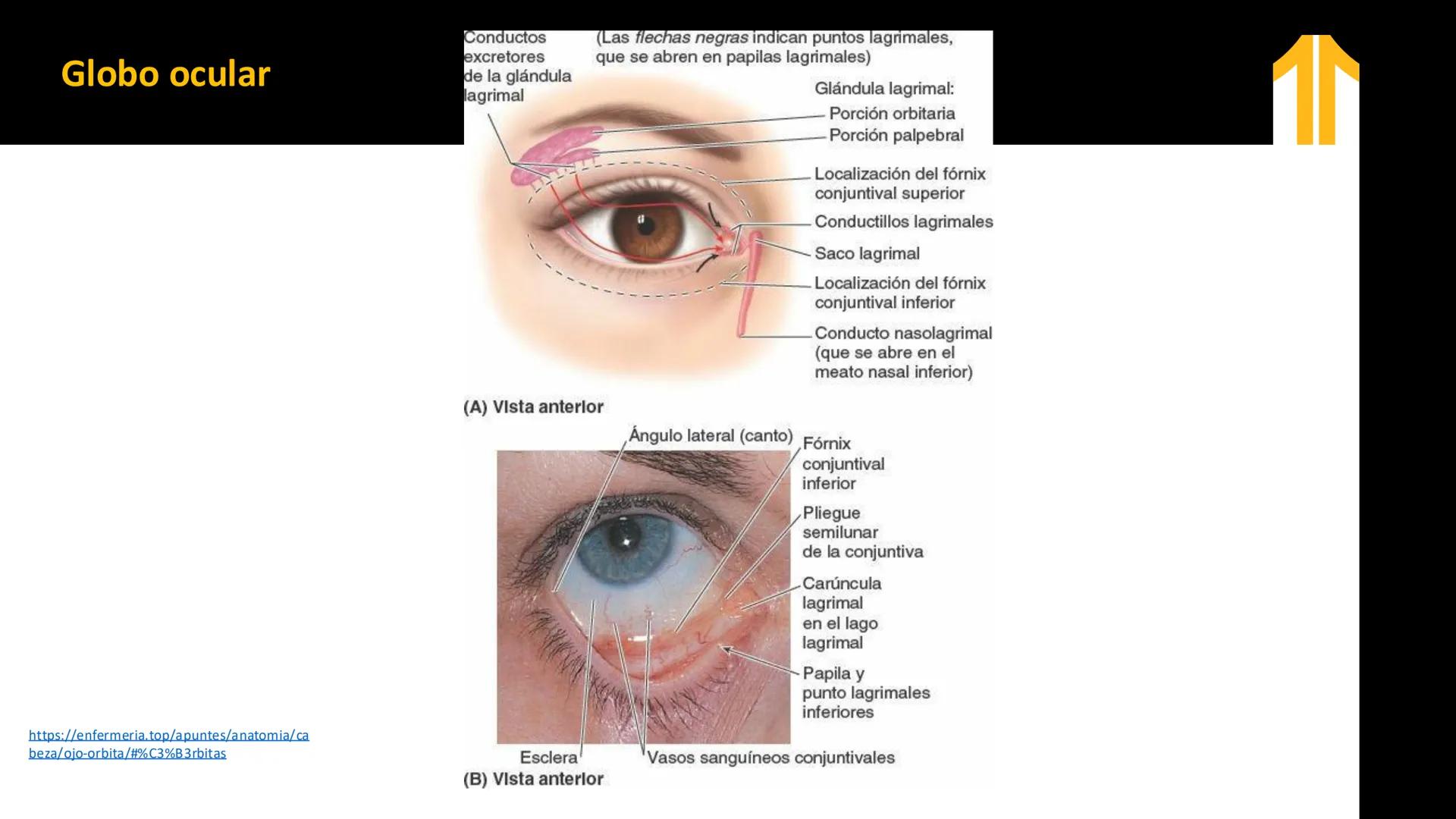 DESCUBRIMIENTO
El cráneo está formado por 22 huesos separados. Tiene dos partes:
el neurocráneo y el viscerocráneo.
Neurocráneo: caja ósea