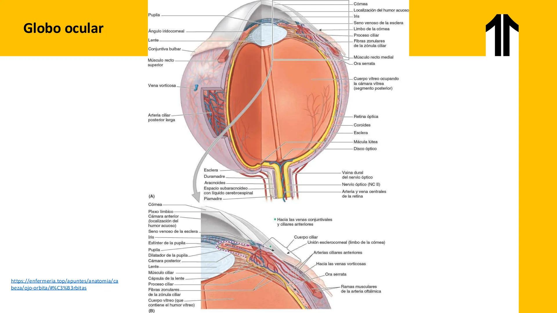 DESCUBRIMIENTO
El cráneo está formado por 22 huesos separados. Tiene dos partes:
el neurocráneo y el viscerocráneo.
Neurocráneo: caja ósea