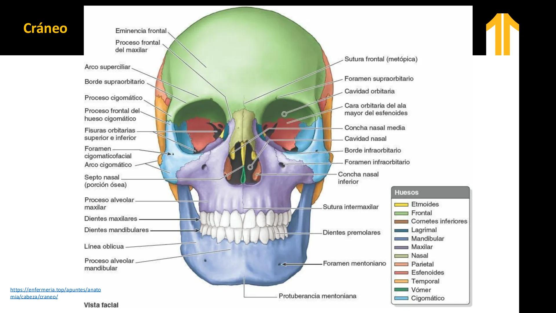 DESCUBRIMIENTO
El cráneo está formado por 22 huesos separados. Tiene dos partes:
el neurocráneo y el viscerocráneo.
Neurocráneo: caja ósea