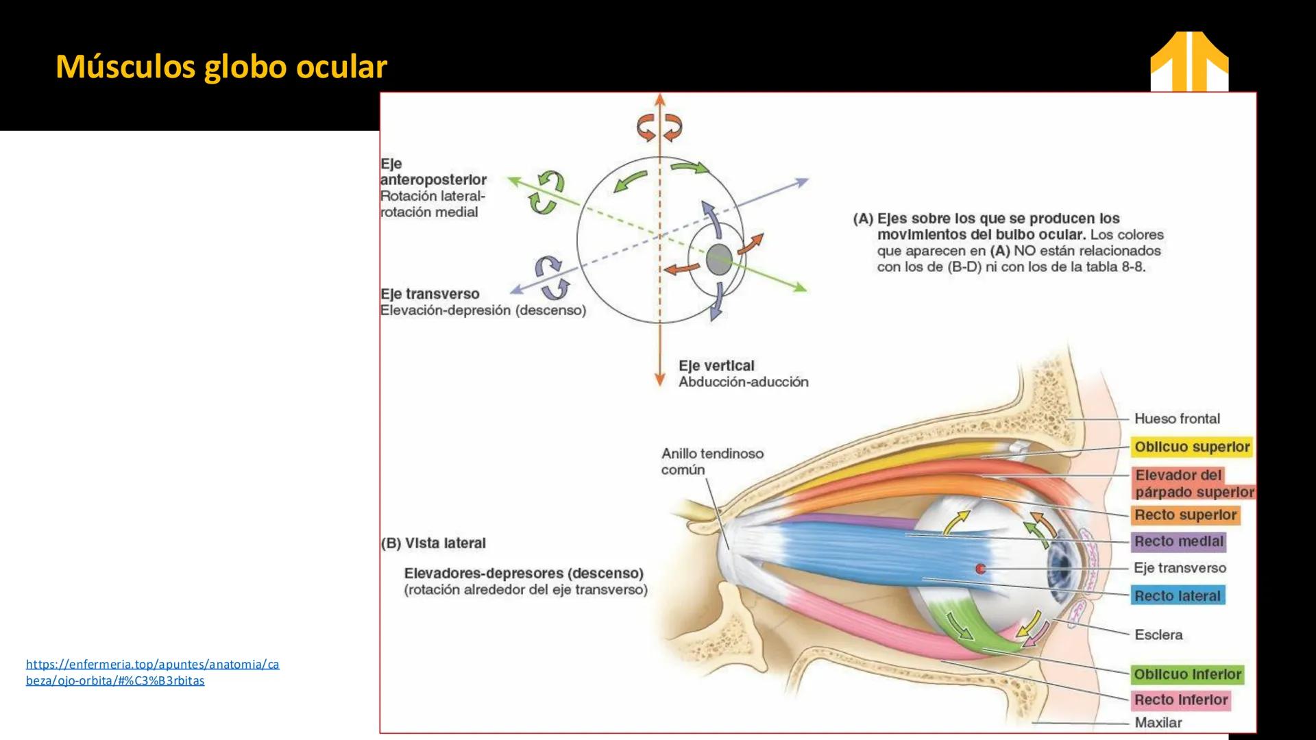 DESCUBRIMIENTO
El cráneo está formado por 22 huesos separados. Tiene dos partes:
el neurocráneo y el viscerocráneo.
Neurocráneo: caja ósea