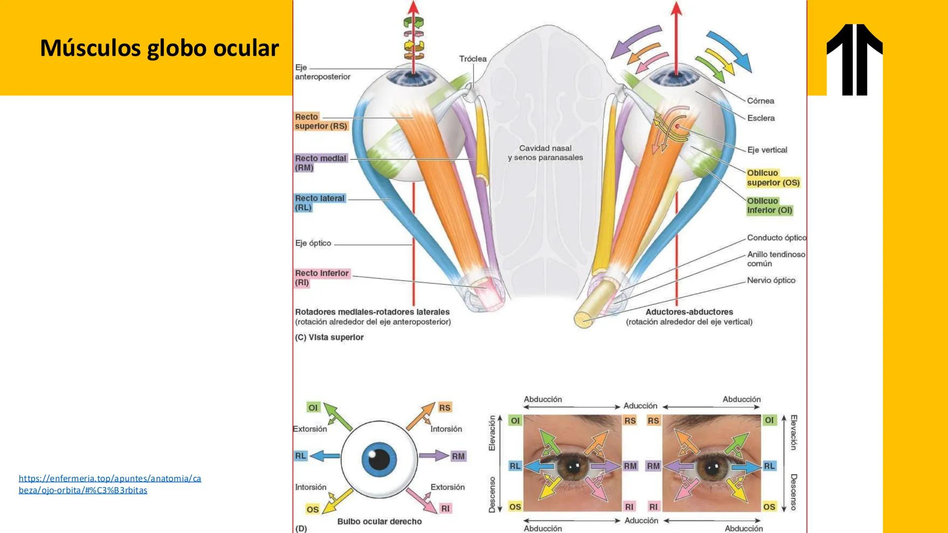 DESCUBRIMIENTO
El cráneo está formado por 22 huesos separados. Tiene dos partes:
el neurocráneo y el viscerocráneo.
Neurocráneo: caja ósea