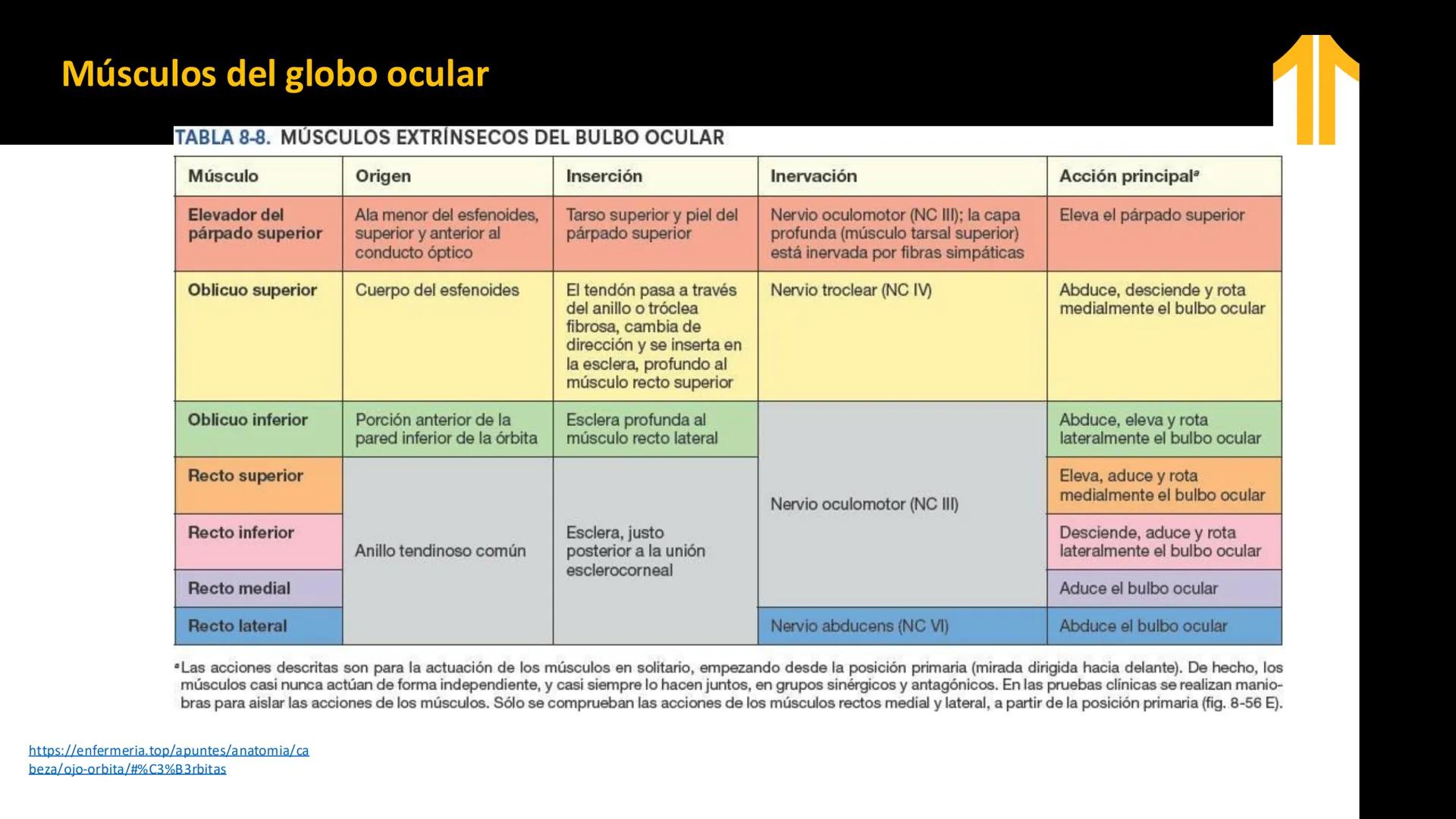 DESCUBRIMIENTO
El cráneo está formado por 22 huesos separados. Tiene dos partes:
el neurocráneo y el viscerocráneo.
Neurocráneo: caja ósea