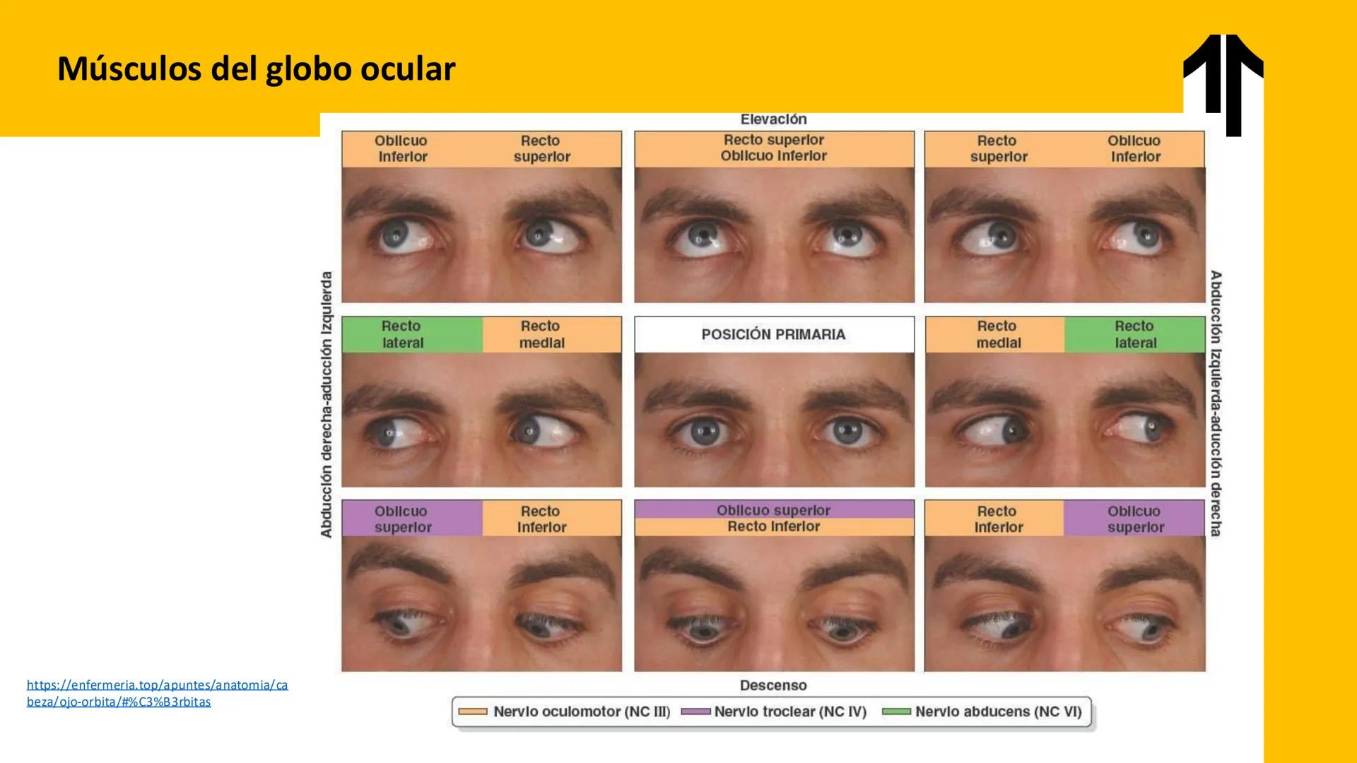 DESCUBRIMIENTO
El cráneo está formado por 22 huesos separados. Tiene dos partes:
el neurocráneo y el viscerocráneo.
Neurocráneo: caja ósea