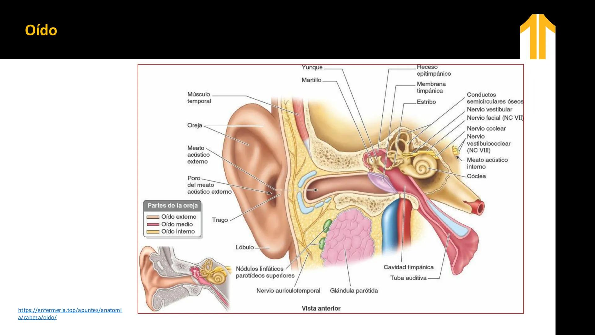 DESCUBRIMIENTO
El cráneo está formado por 22 huesos separados. Tiene dos partes:
el neurocráneo y el viscerocráneo.
Neurocráneo: caja ósea