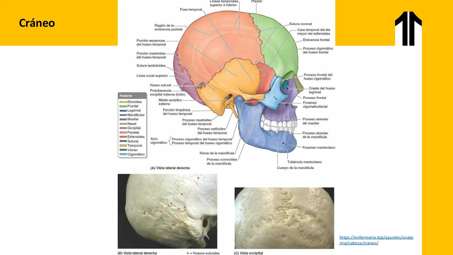 DESCUBRIMIENTO
El cráneo está formado por 22 huesos separados. Tiene dos partes:
el neurocráneo y el viscerocráneo.
Neurocráneo: caja ósea
