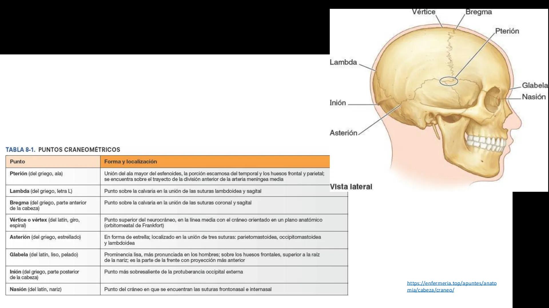 DESCUBRIMIENTO
El cráneo está formado por 22 huesos separados. Tiene dos partes:
el neurocráneo y el viscerocráneo.
Neurocráneo: caja ósea