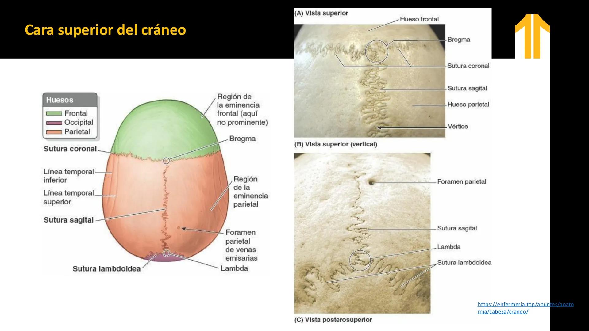 DESCUBRIMIENTO
El cráneo está formado por 22 huesos separados. Tiene dos partes:
el neurocráneo y el viscerocráneo.
Neurocráneo: caja ósea